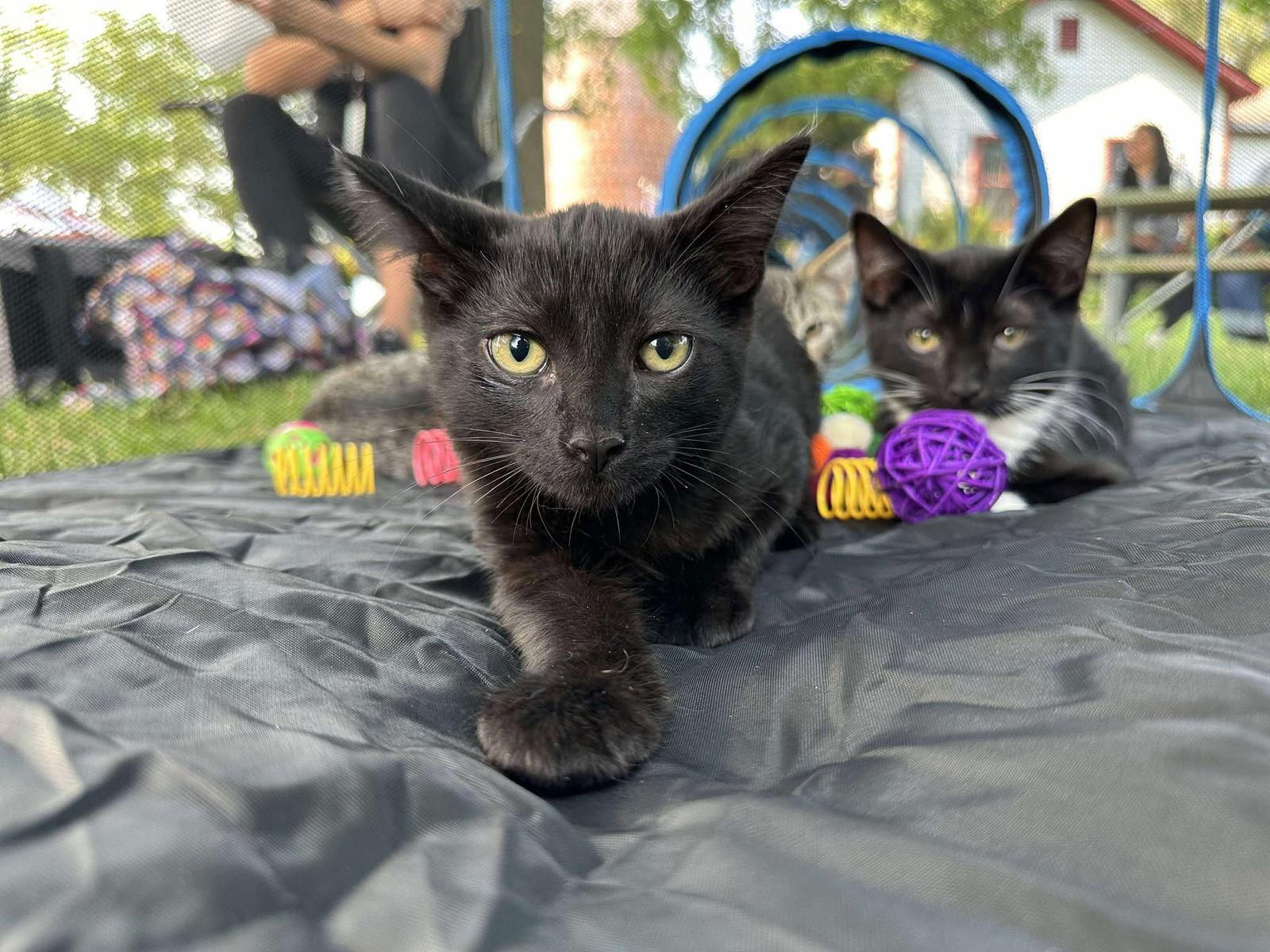 Yf Litter Tesla, Adoptable, Kitten Male Domestic Short Hair.