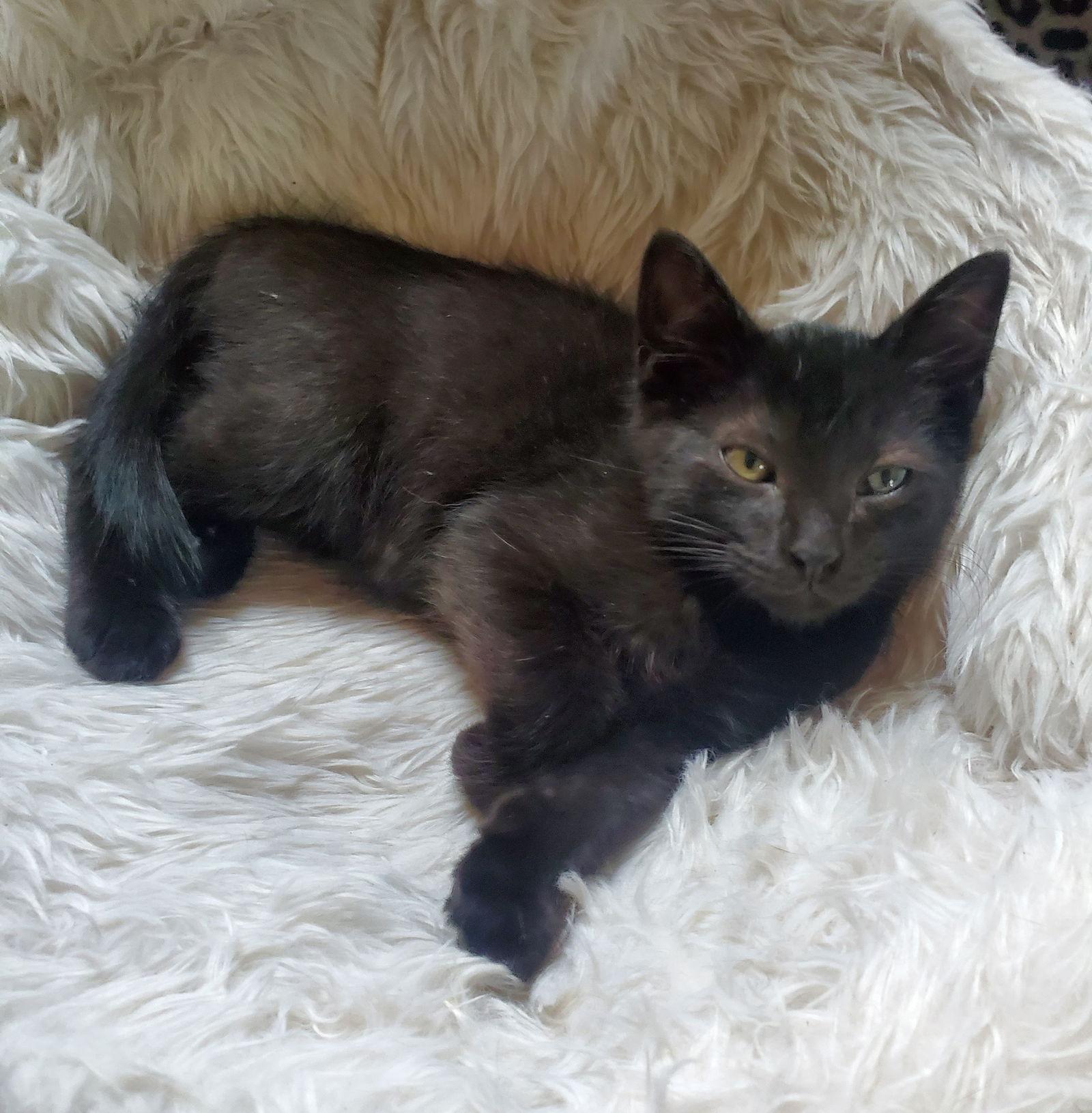 Enlarge Yf Litter Tesla, a Adoptable Domestic Short Hair in Livonia, MI image 2/3