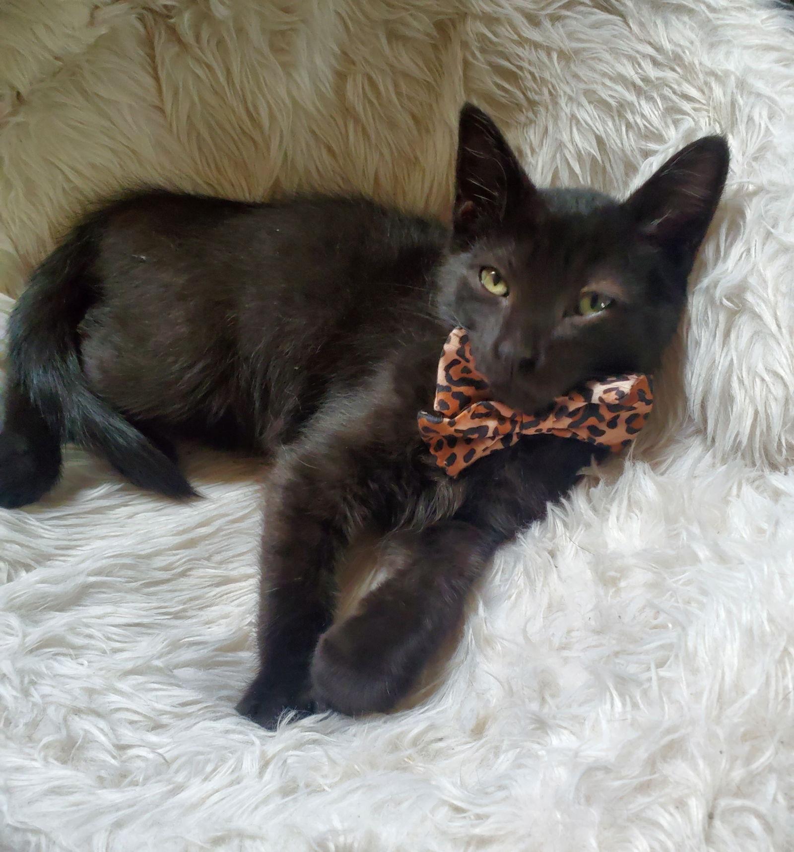 Enlarge Yf Litter Tesla, a Adoptable Domestic Short Hair in Livonia, MI image 3/3