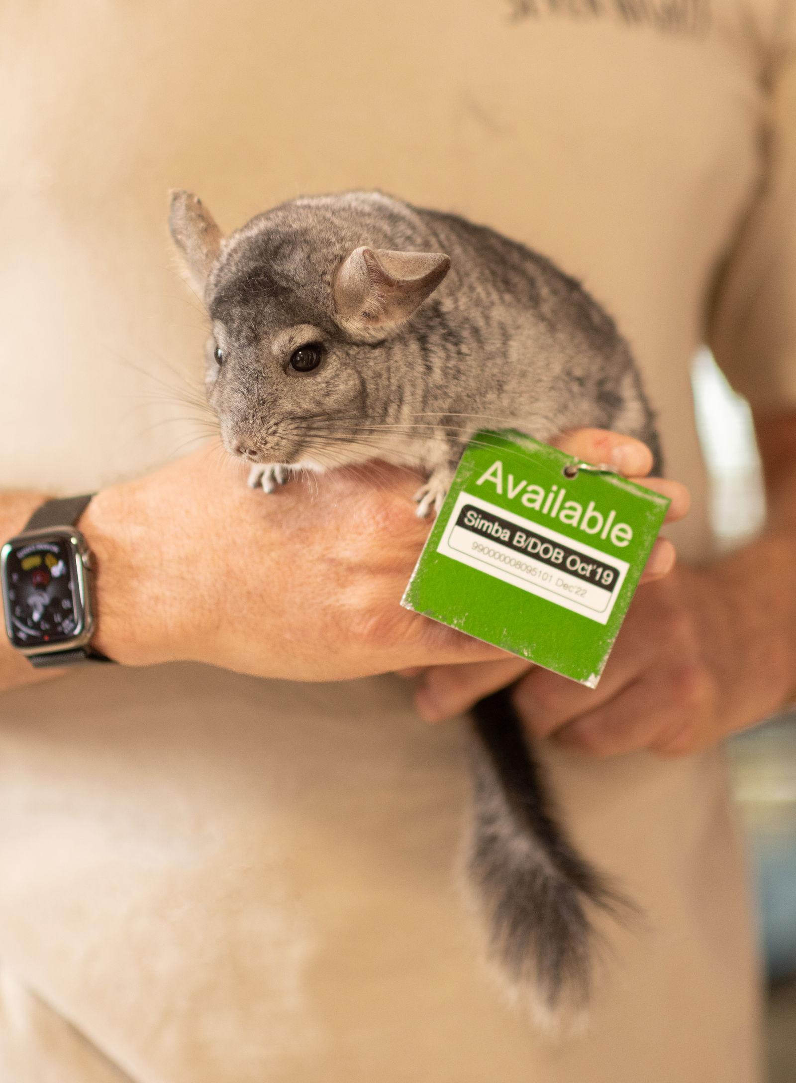 Enlarge Simba, a Adoptable Chinchilla in Sunnyvale, CA image 1/3