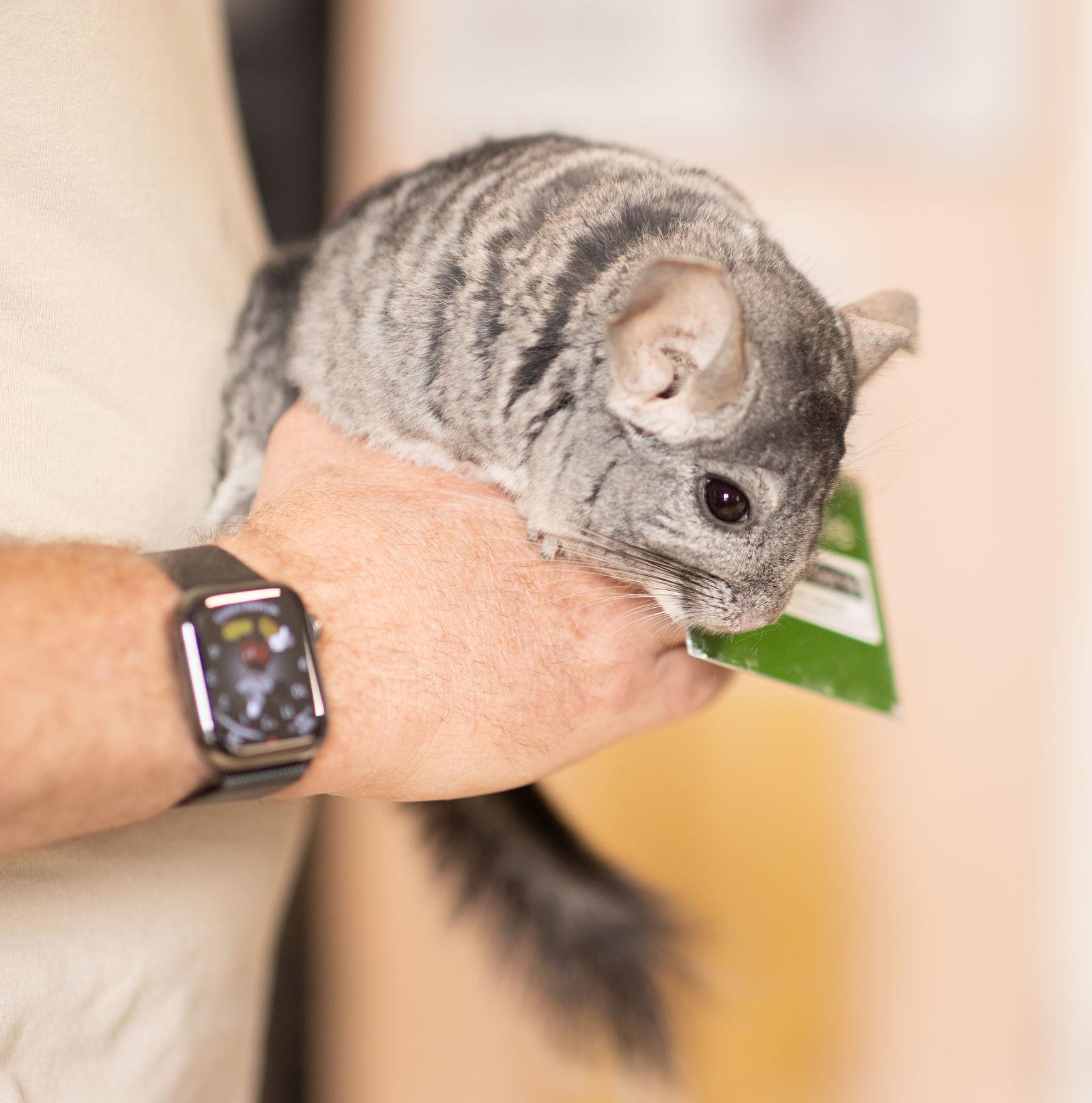 Enlarge Simba, a Adoptable Chinchilla in Sunnyvale, CA image 3/3