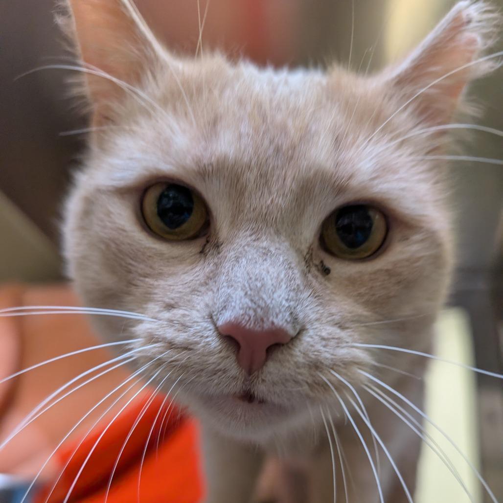 Nicholas Barbell, a Adoptable Domestic Short Hair in York, PA image 2/6