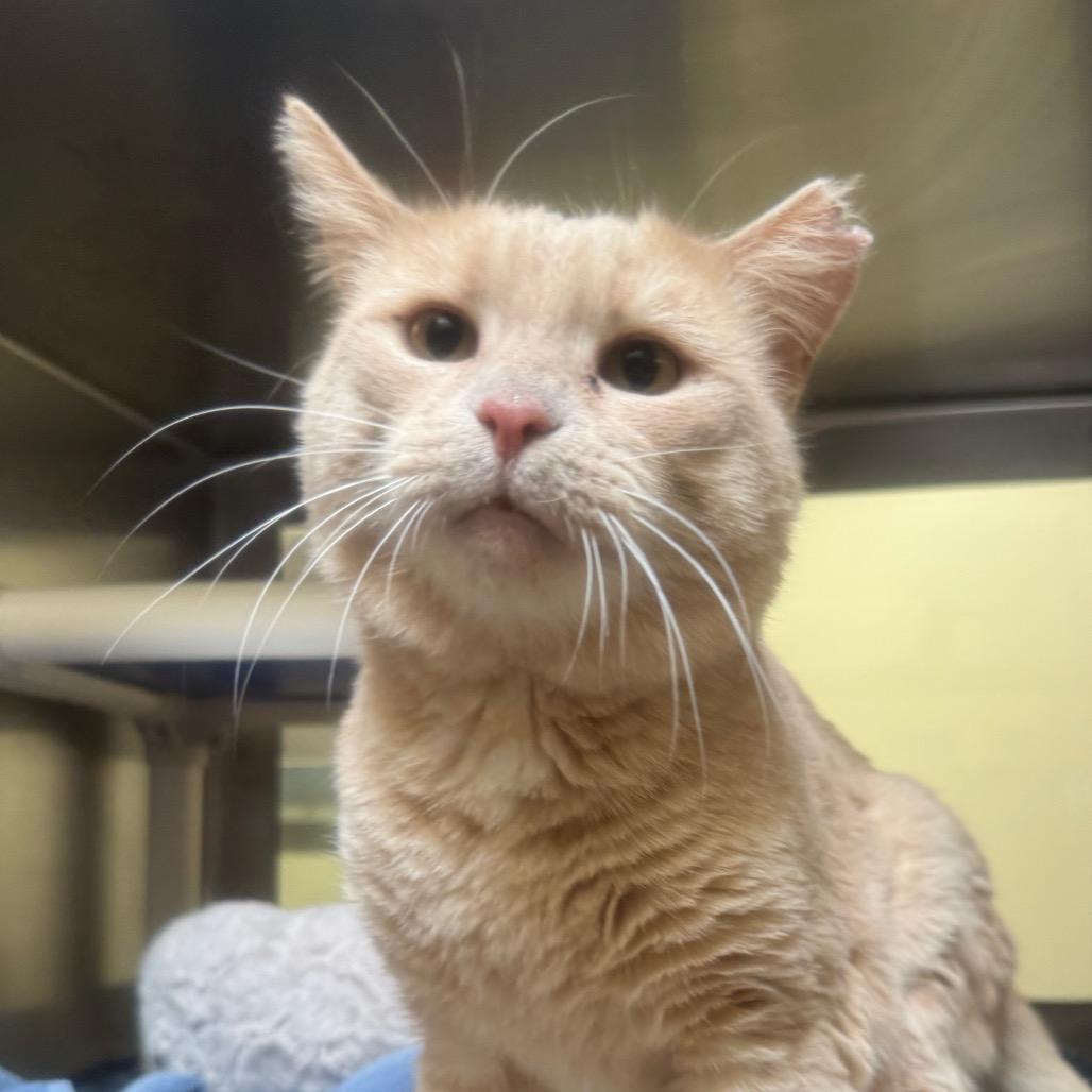 Nicholas Barbell, a Adoptable Domestic Short Hair in York, PA image 3/6