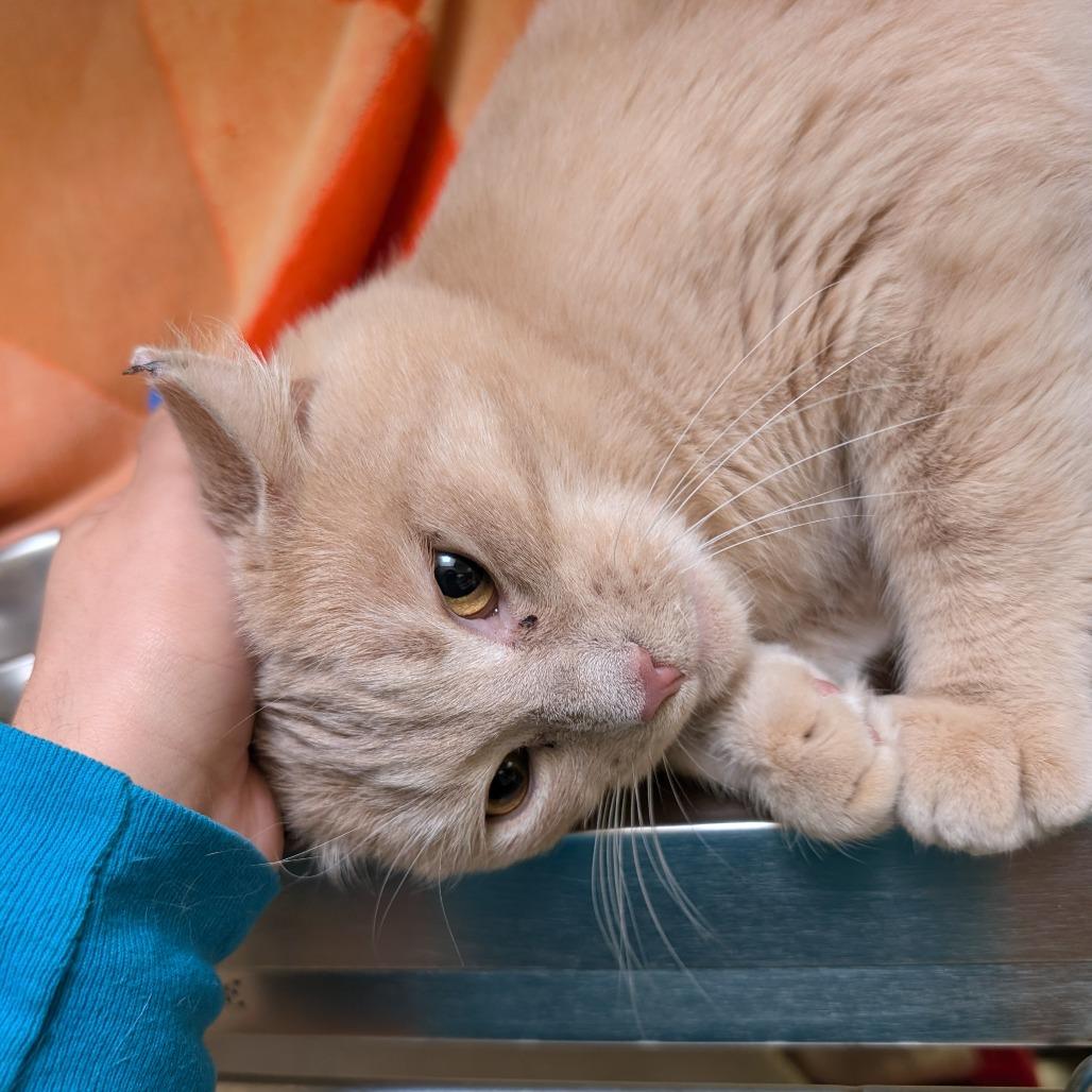 Nicholas Barbell, a Adoptable Domestic Short Hair in York, PA image 4/6