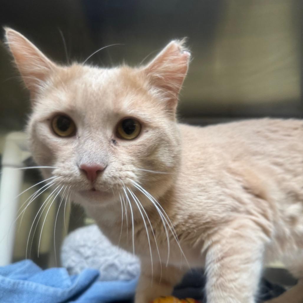 Nicholas Barbell, a Adoptable Domestic Short Hair in York, PA image 5/6