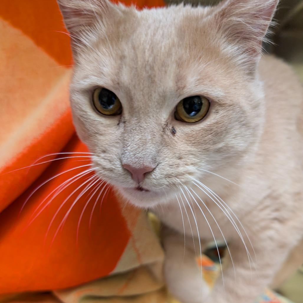 Nicholas Barbell, a Adoptable Domestic Short Hair in York, PA image 6/6
