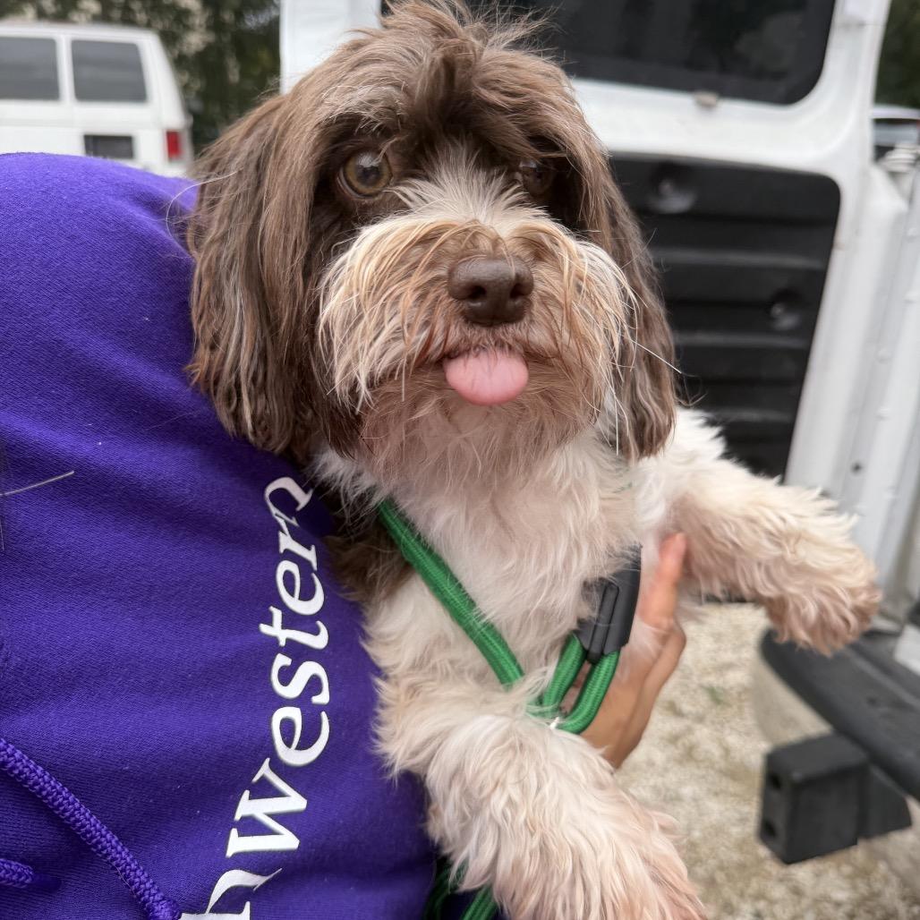 Avery, Adoptable, Adult Female Havanese.