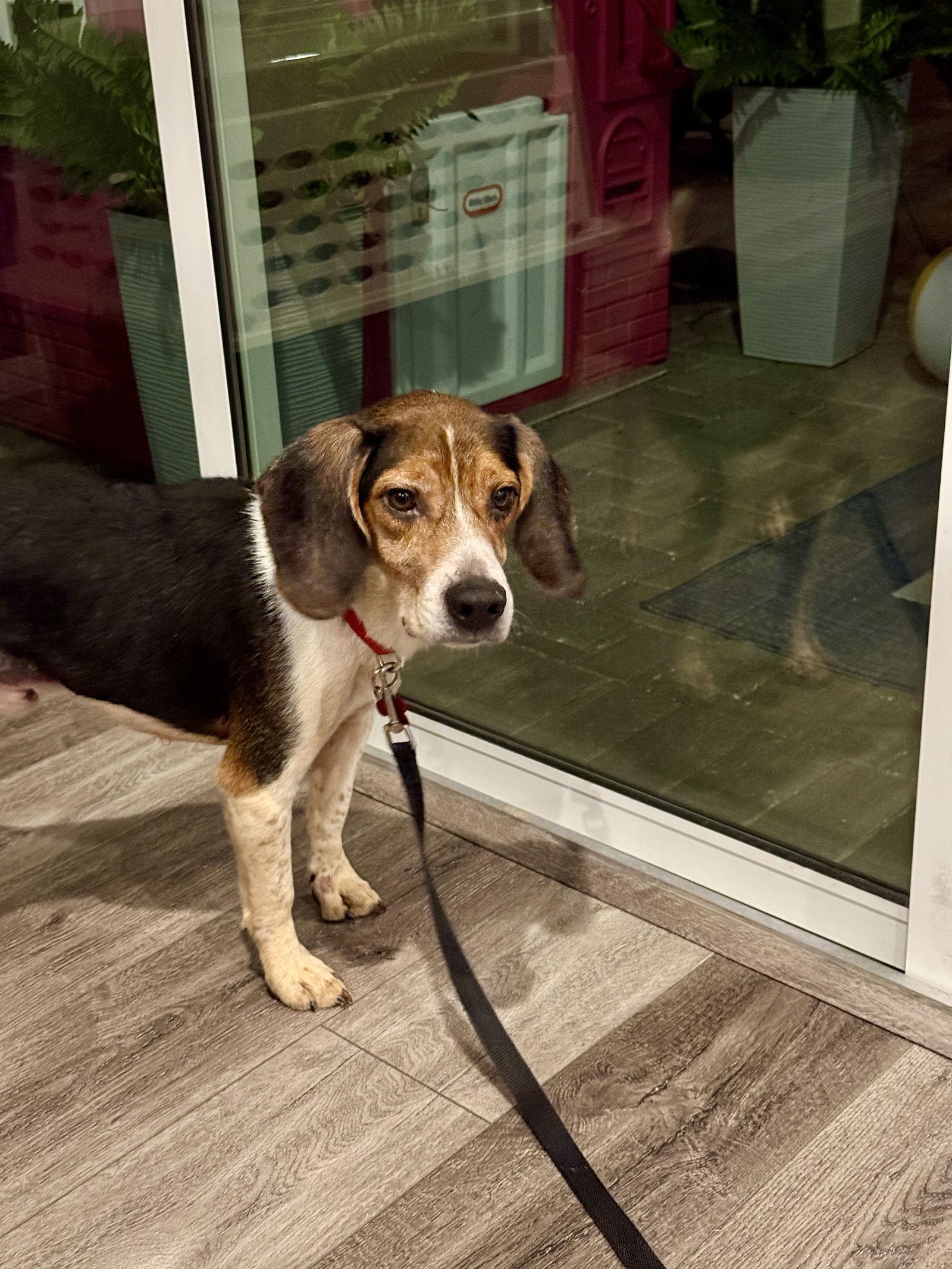 Enlarge Bama II, a Adoptable Beagle in Tampa, FL image 1/3