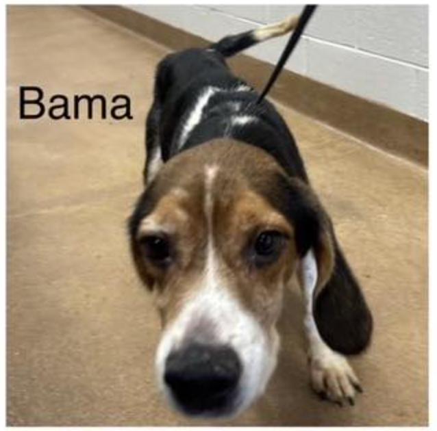 Enlarge Bama II, a Adoptable Beagle in Tampa, FL image 2/3