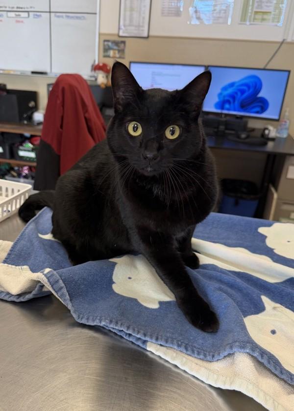 Buppy, Adoptable, Adult Female Domestic Short Hair.