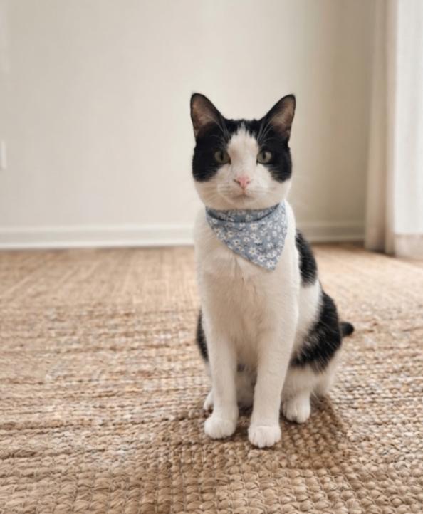 Enlarge Gilligan, a Adoptable Domestic Short Hair in Adrian, MI image 1/3