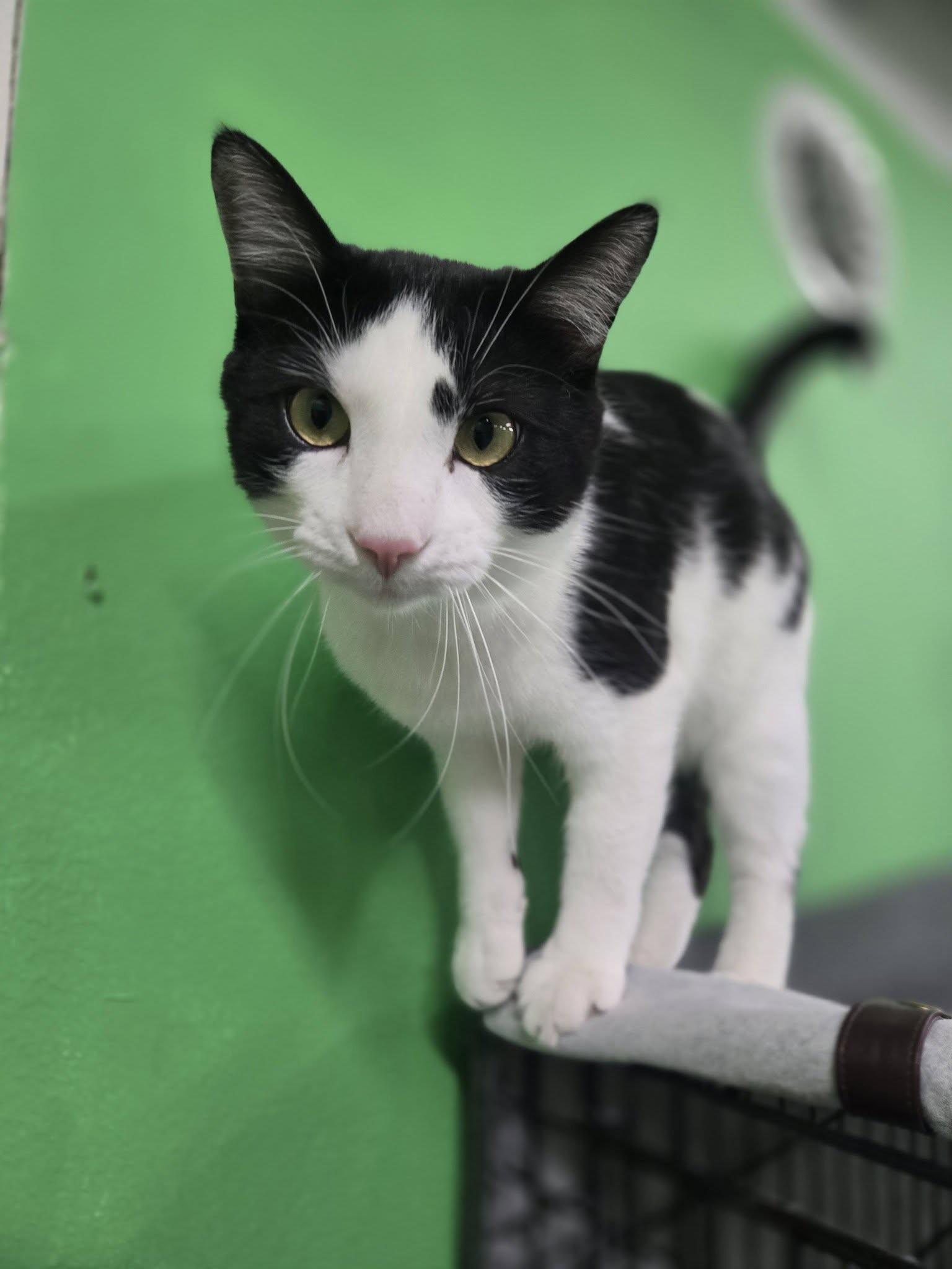 Enlarge Gilligan, a Adoptable Domestic Short Hair in Adrian, MI image 2/3