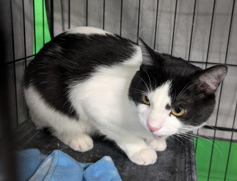 Enlarge Gilligan, a Adoptable Domestic Short Hair in Adrian, MI image 3/3