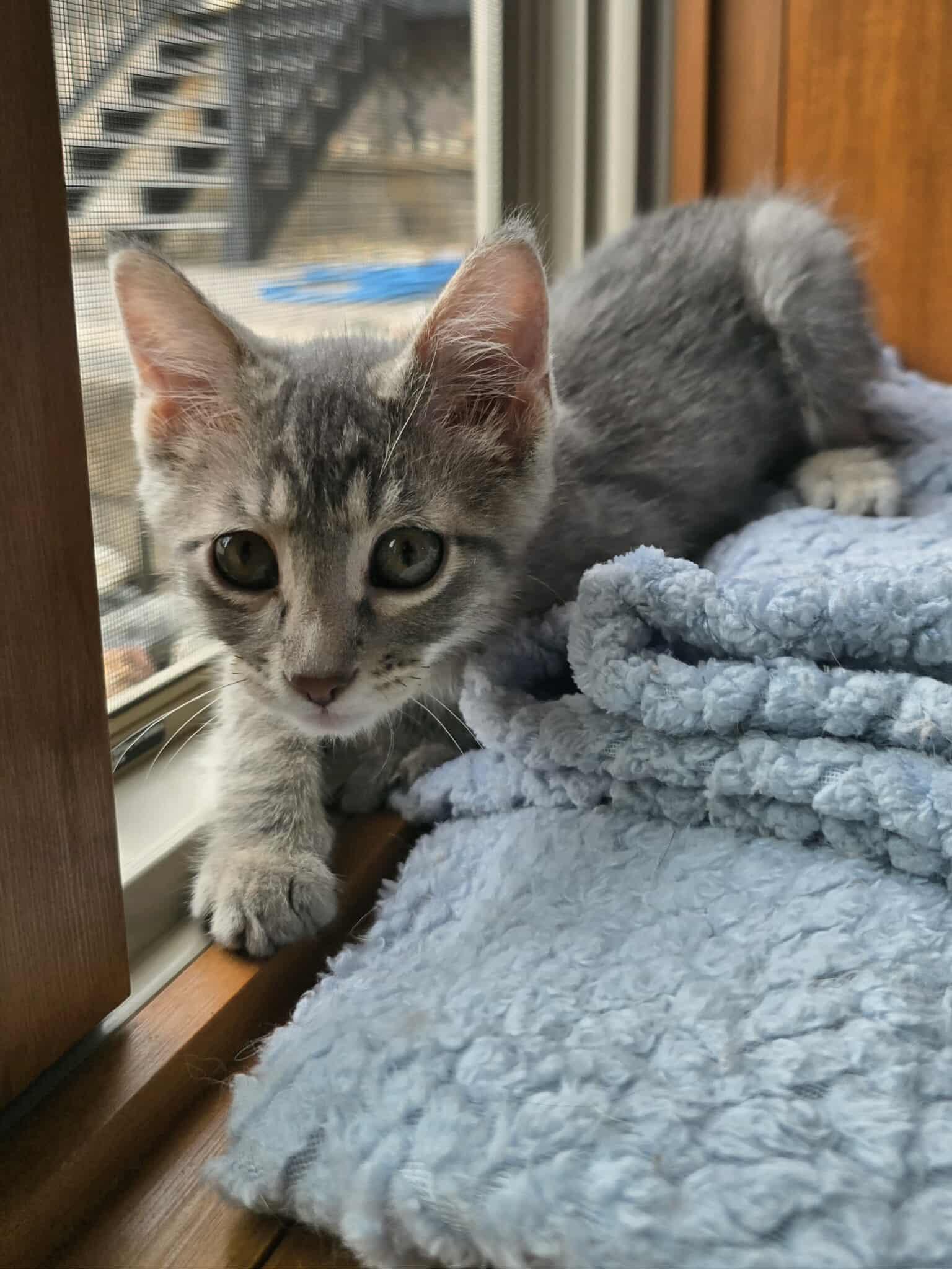 *Shadow, an adoptable Domestic Short Hair in Sioux Falls, SD, 57106 | Photo Image 1