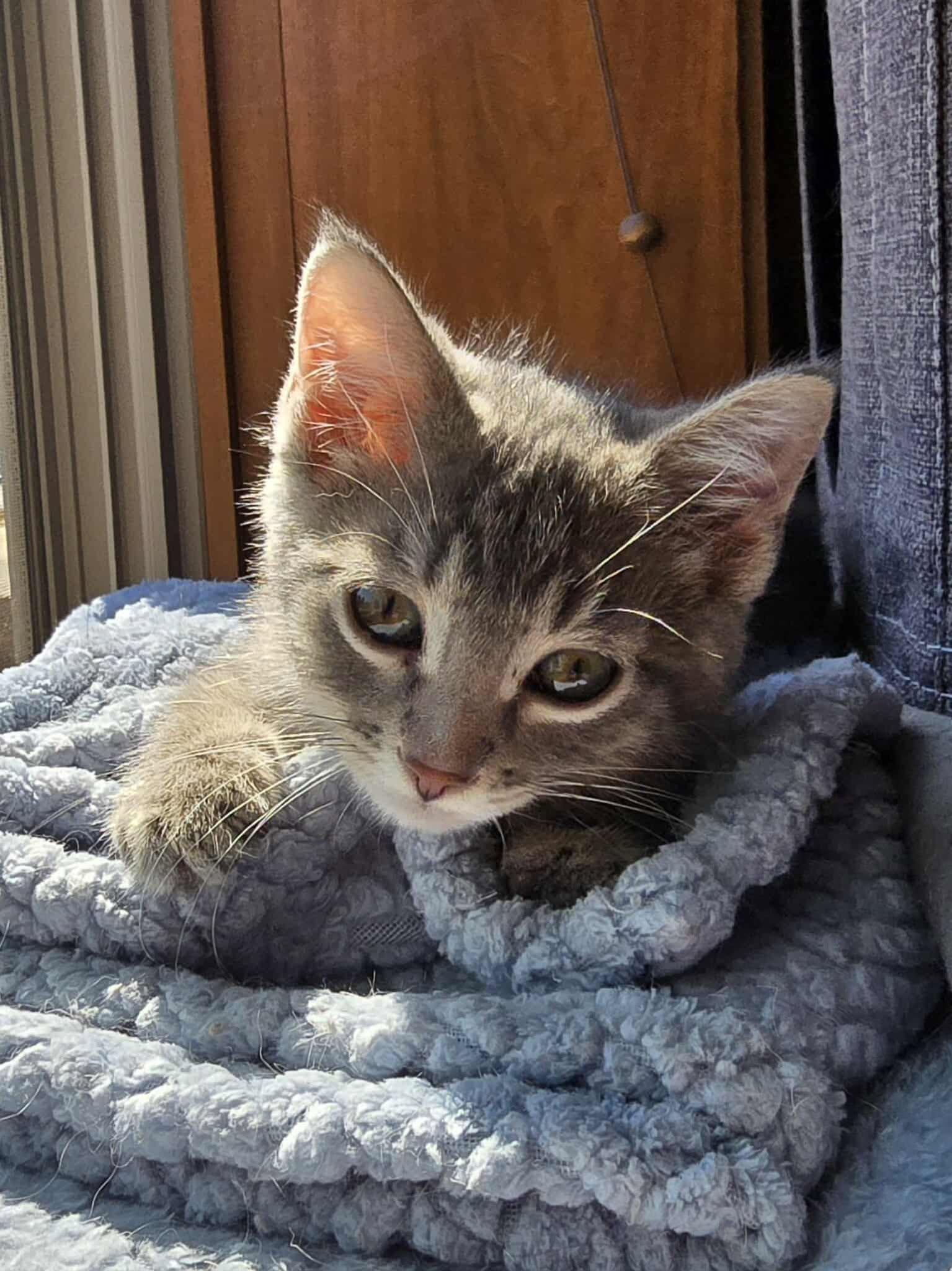*Shadow, an adoptable Domestic Short Hair in Sioux Falls, SD, 57106 | Photo Image 3