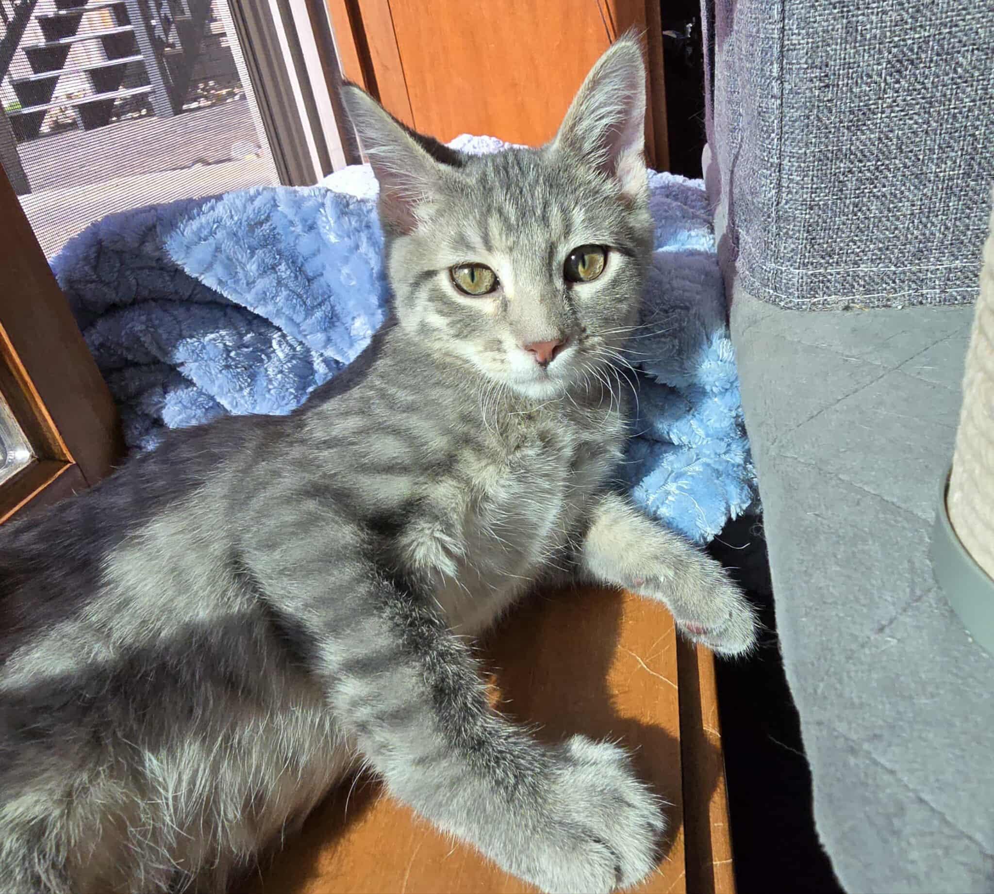 *Shadow, an adoptable Domestic Short Hair in Sioux Falls, SD, 57106 | Photo Image 5