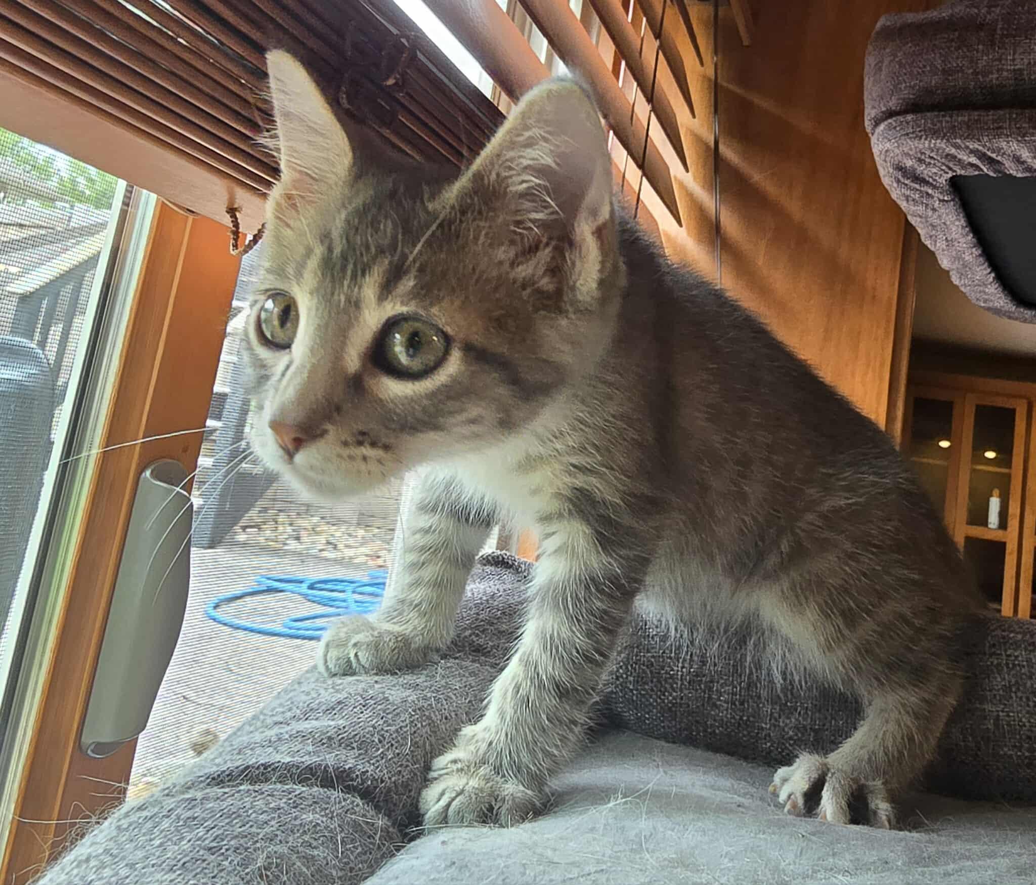 *Shadow, an adoptable Domestic Short Hair in Sioux Falls, SD, 57106 | Photo Image 4
