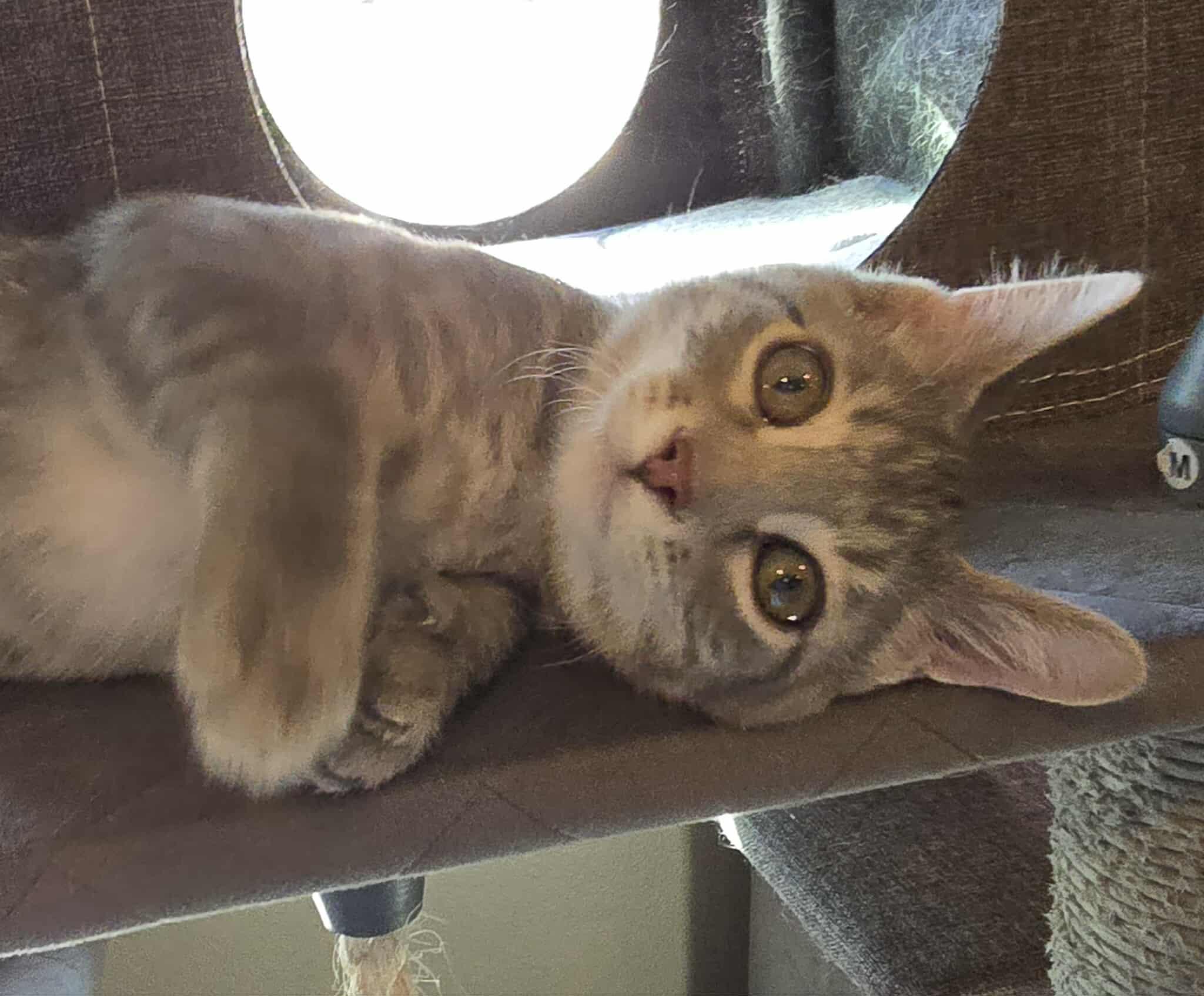 *Shadow, an adoptable Domestic Short Hair in Sioux Falls, SD, 57106 | Photo Image 6