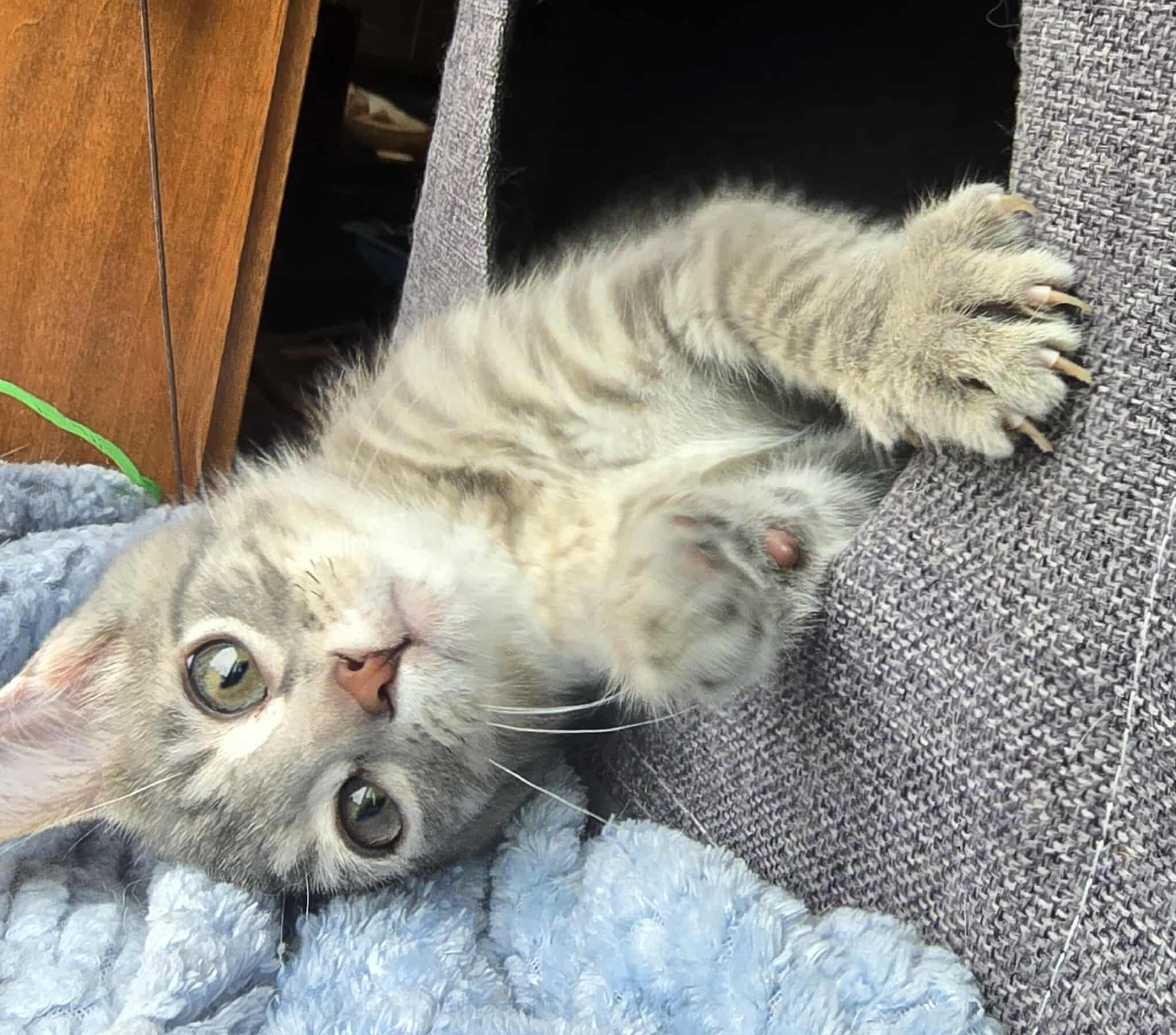 *Shadow, an adoptable Domestic Short Hair in Sioux Falls, SD, 57106 | Photo Image 2