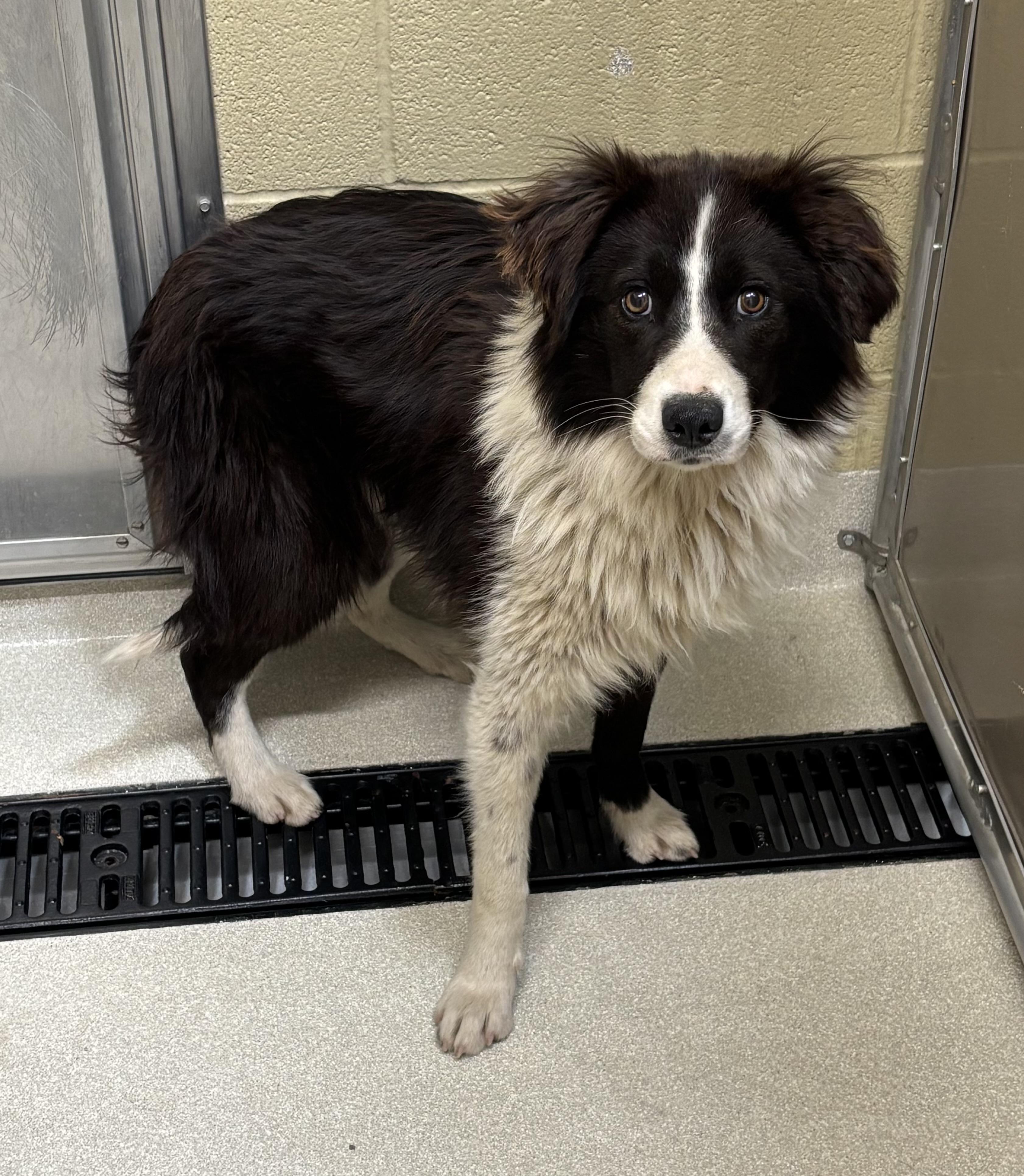 Enlarge Lenny, an adopted mixed breed in Ashland, OH image 1/1