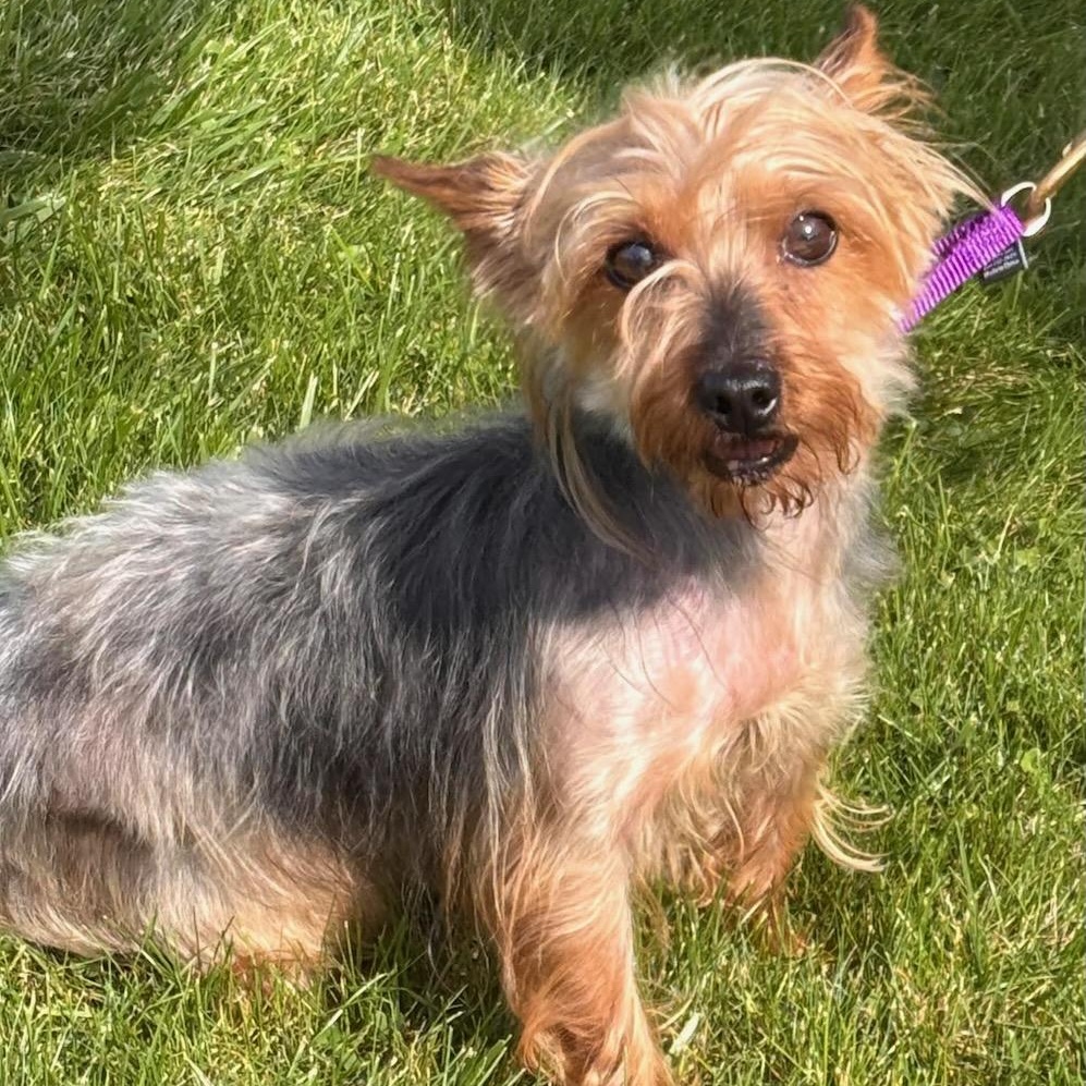 Mabel, Adopted, Adult Female Yorkshire Terrier.
