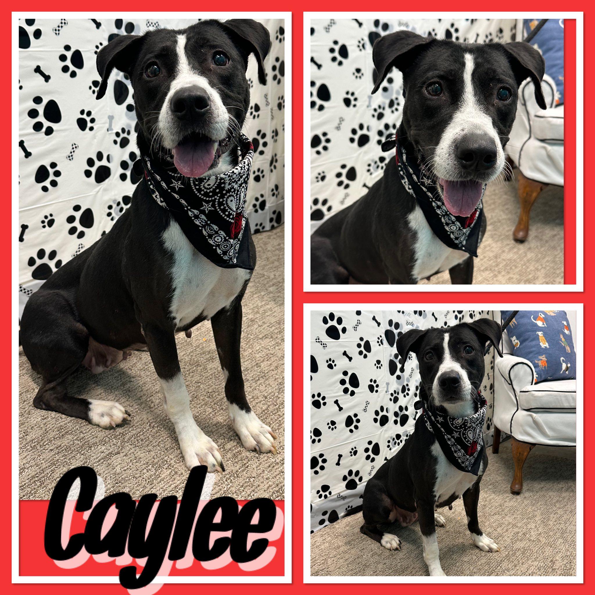 Enlarge Caylee, a Adoptable mixed breed in Seagoville, TX image 1/1