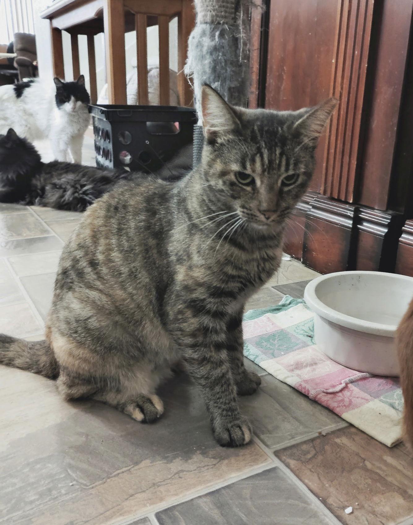 Enlarge Coco, a Adoptable Domestic Short Hair in Walnut Creek, CA image 1/1