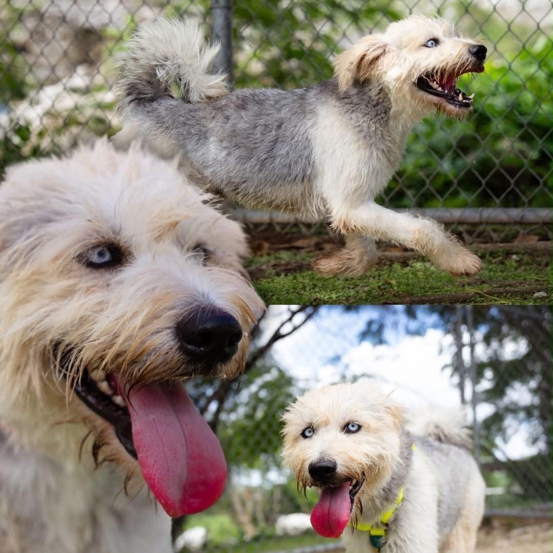 Enlarge Jacob, a Adoptable mixed breed in Douglas, MA image 4/5