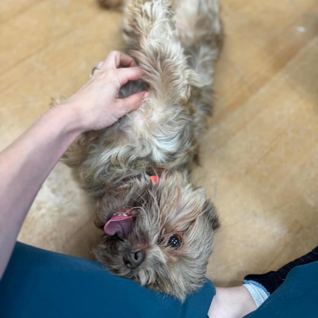 Enlarge Stitch, a Adoptable Yorkshire Terrier in Pasadena , MD image 1/4