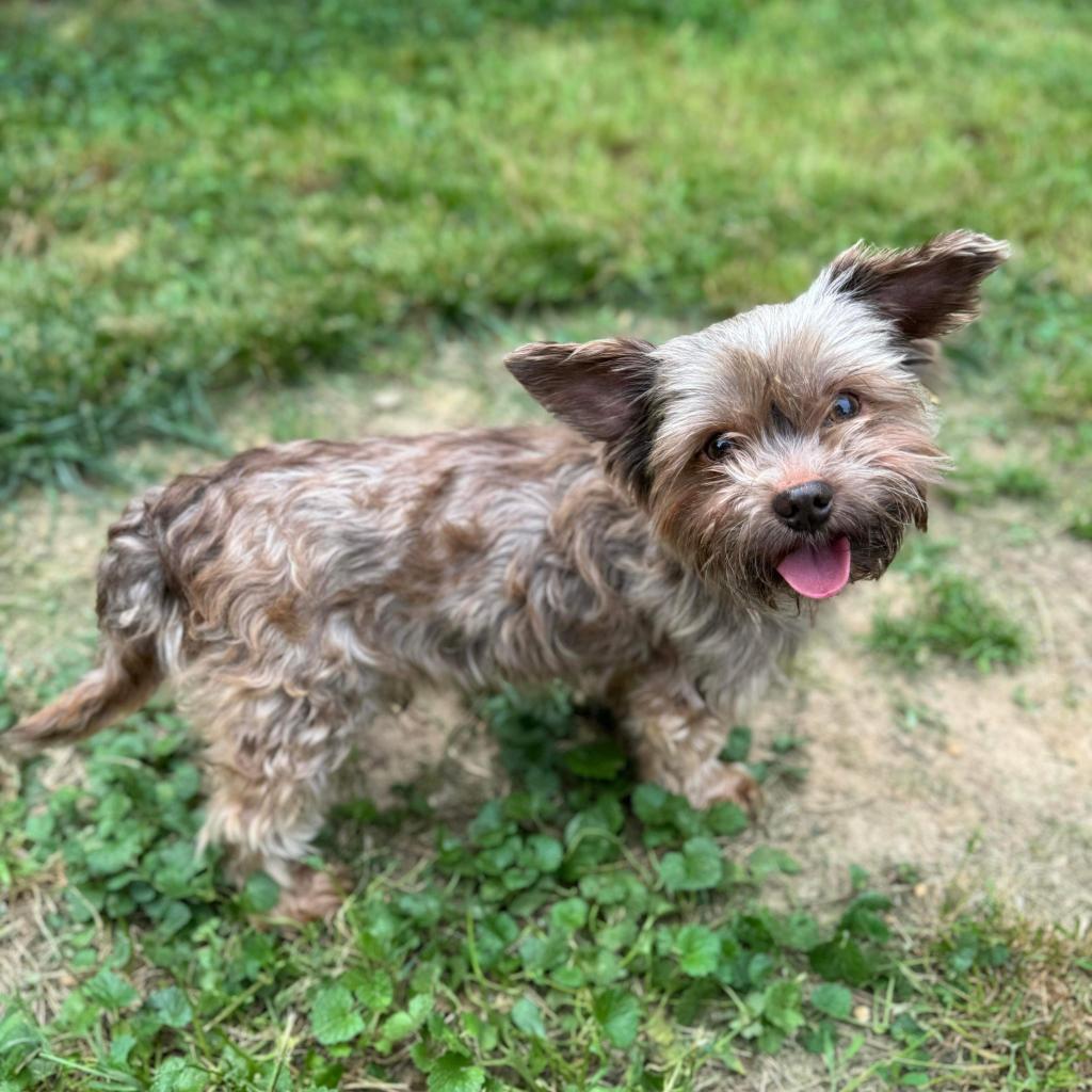 Enlarge Stitch, a Adoptable Yorkshire Terrier in Pasadena , MD image 2/4