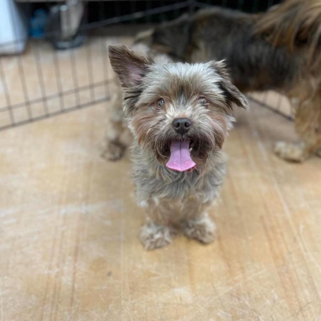 Enlarge Stitch, a Adoptable Yorkshire Terrier in Pasadena , MD image 3/4