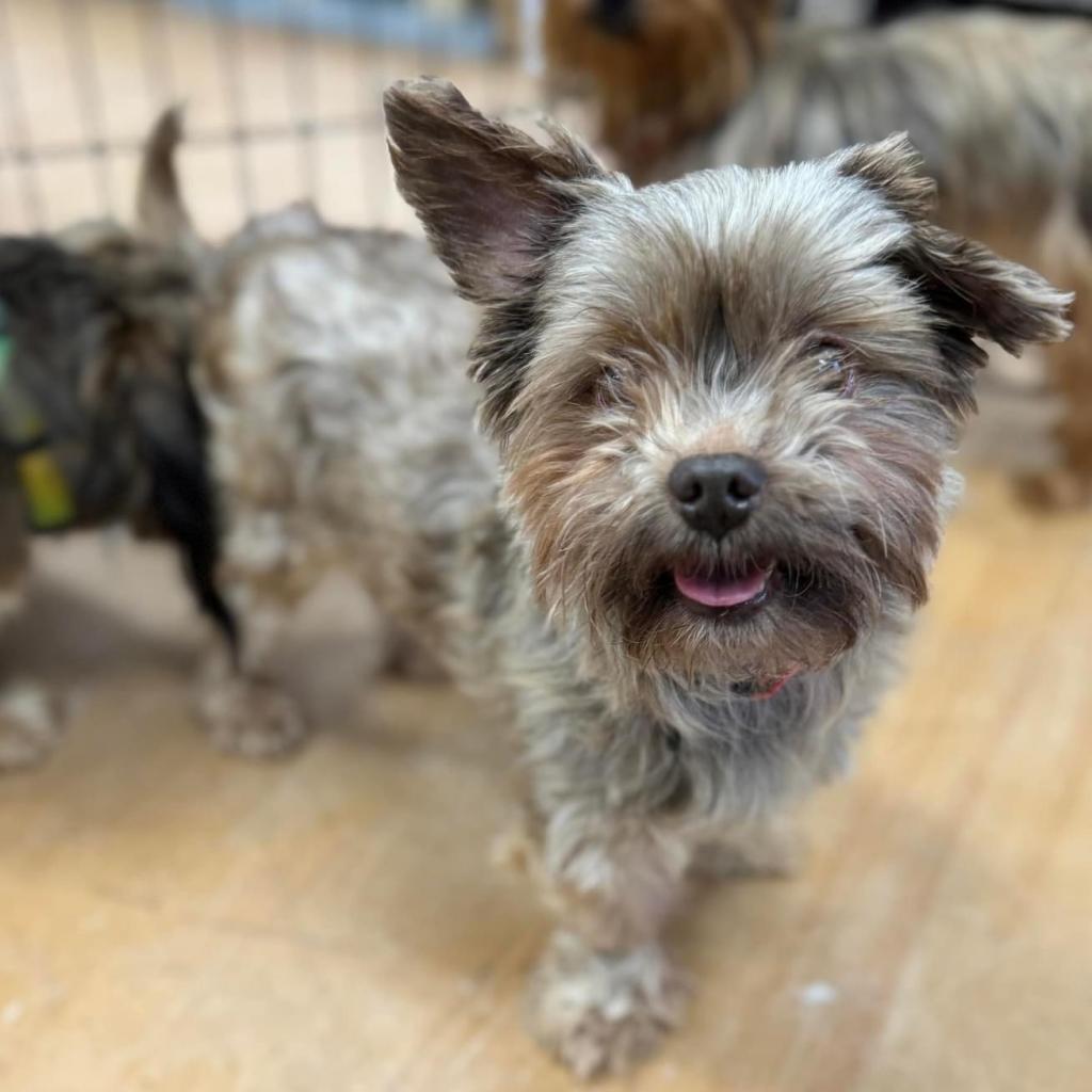 Enlarge Stitch, a Adoptable Yorkshire Terrier in Pasadena , MD image 4/4