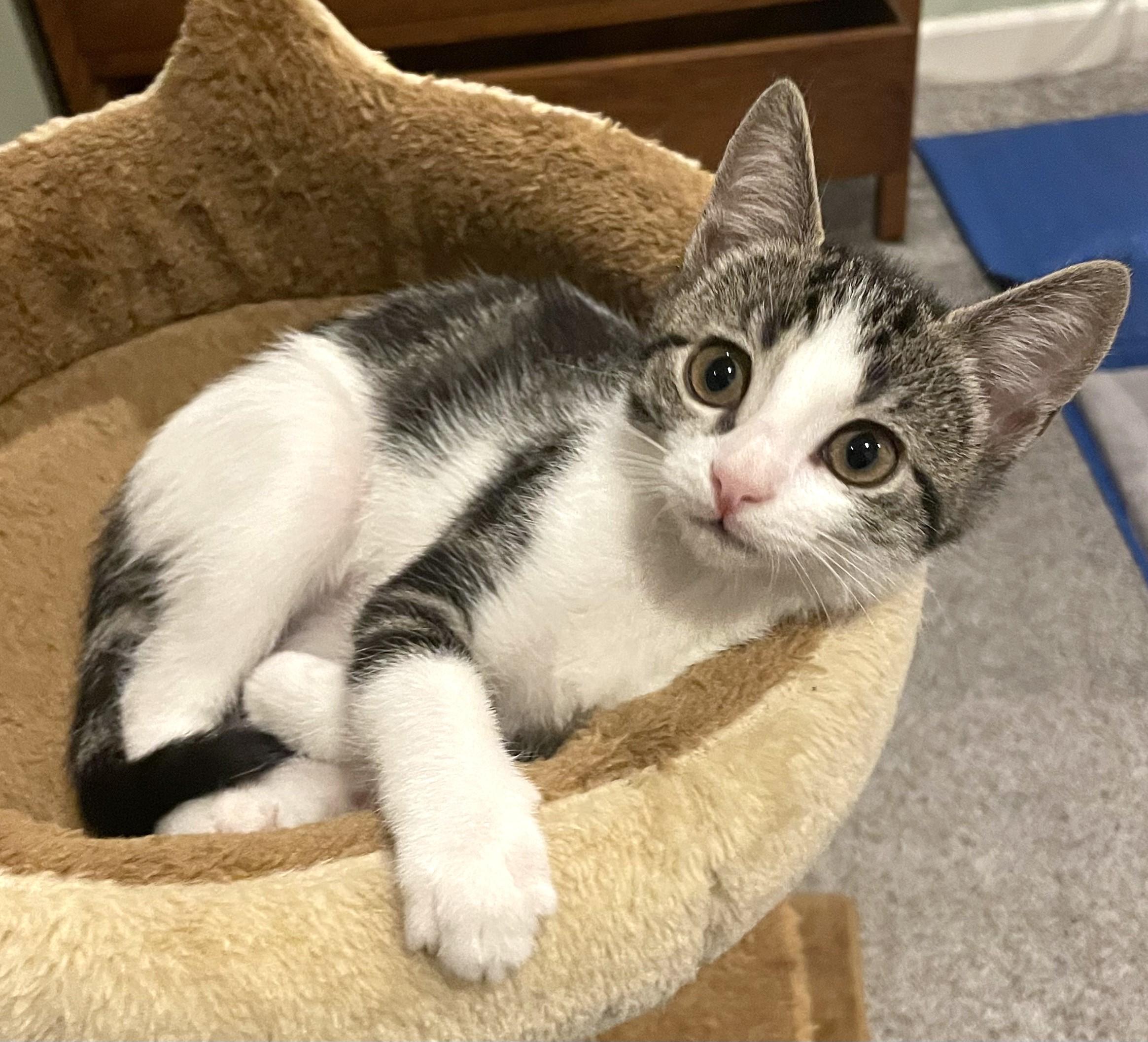 Enlarge Orzo (A142647), a Adopted Tabby in Burbank, CA image 1/6
