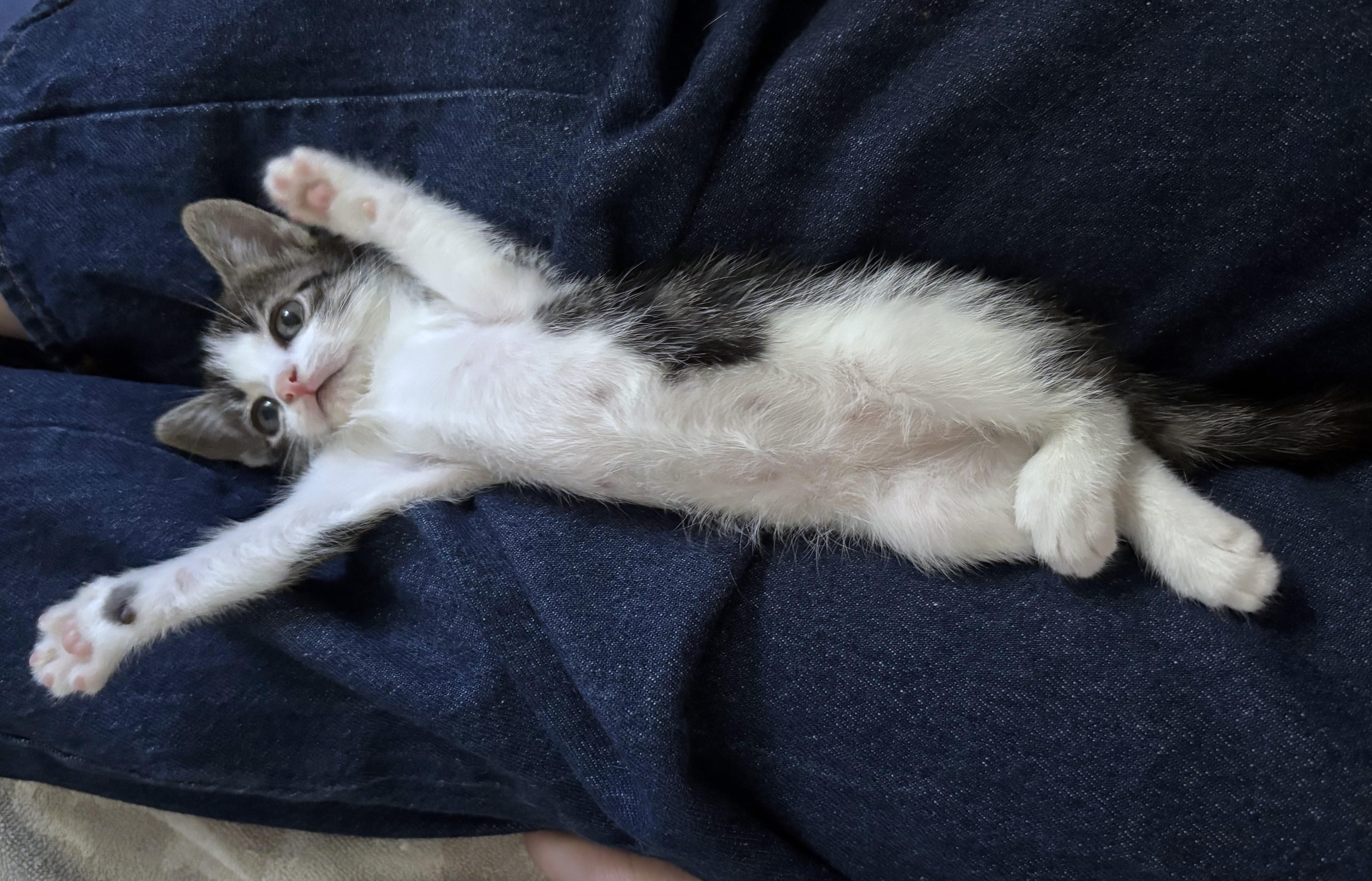 Enlarge Orzo (A142647), a Adopted Tabby in Burbank, CA image 3/6