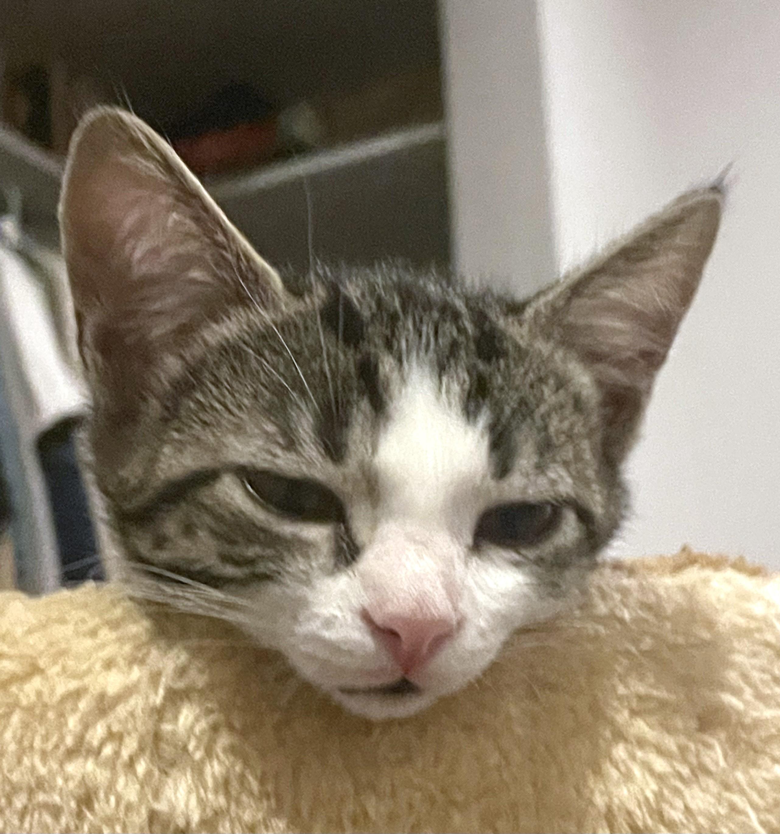 Enlarge Orzo (A142647), a Adopted Tabby in Burbank, CA image 5/6