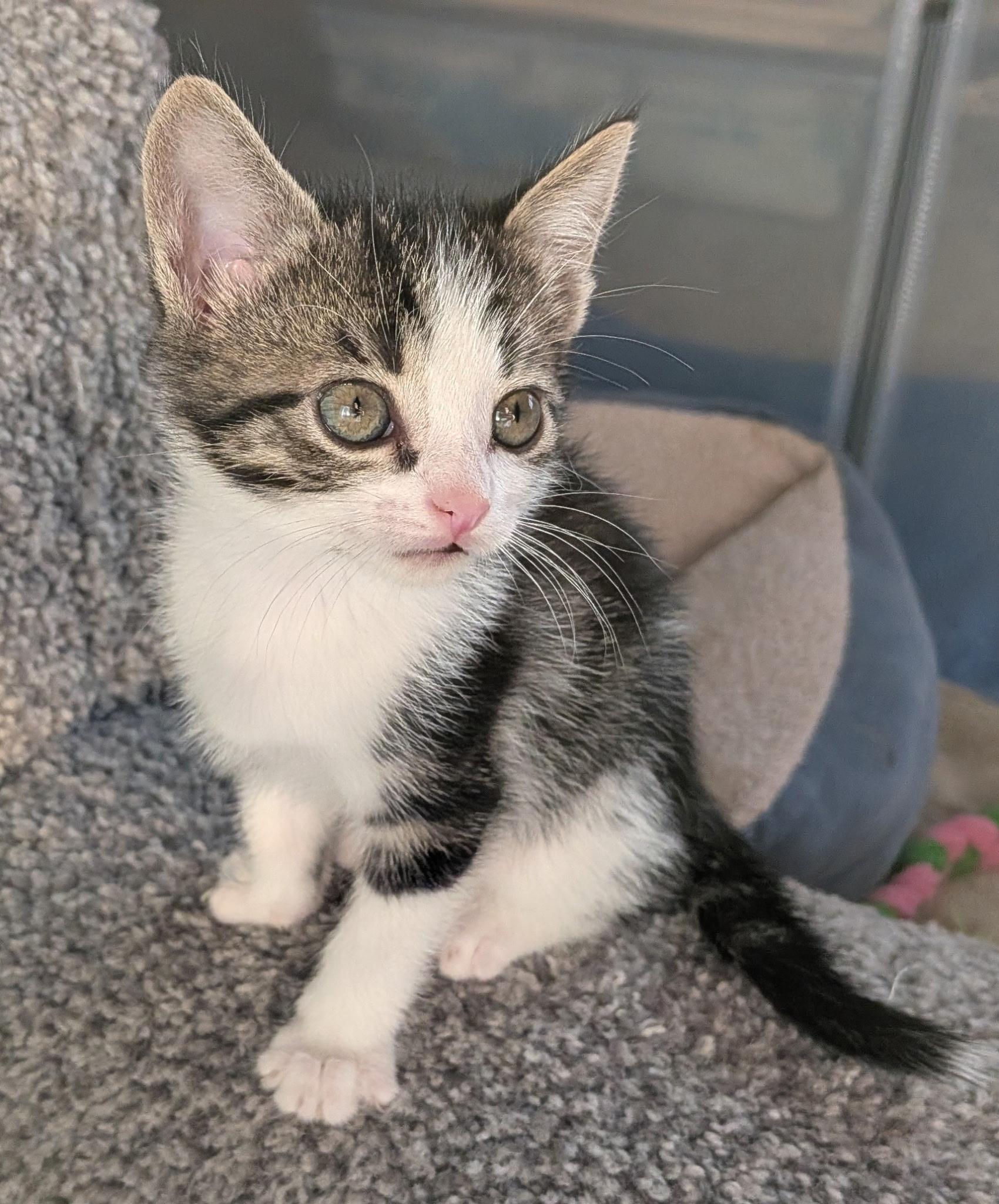 Enlarge Orzo (A142647), a Adopted Tabby in Burbank, CA image 4/6