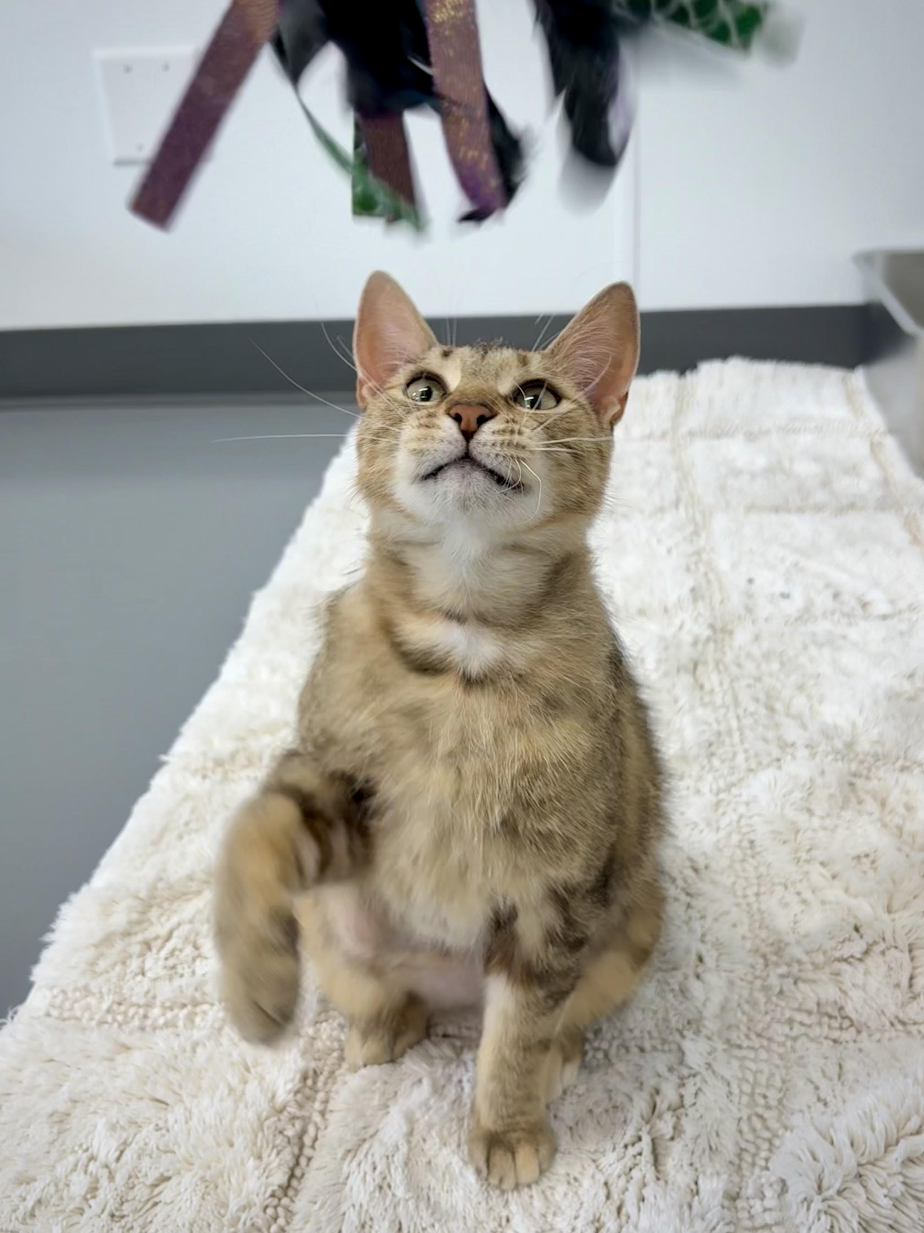 Nala, ADOPTABLE, Young Female Domestic Short Hair.