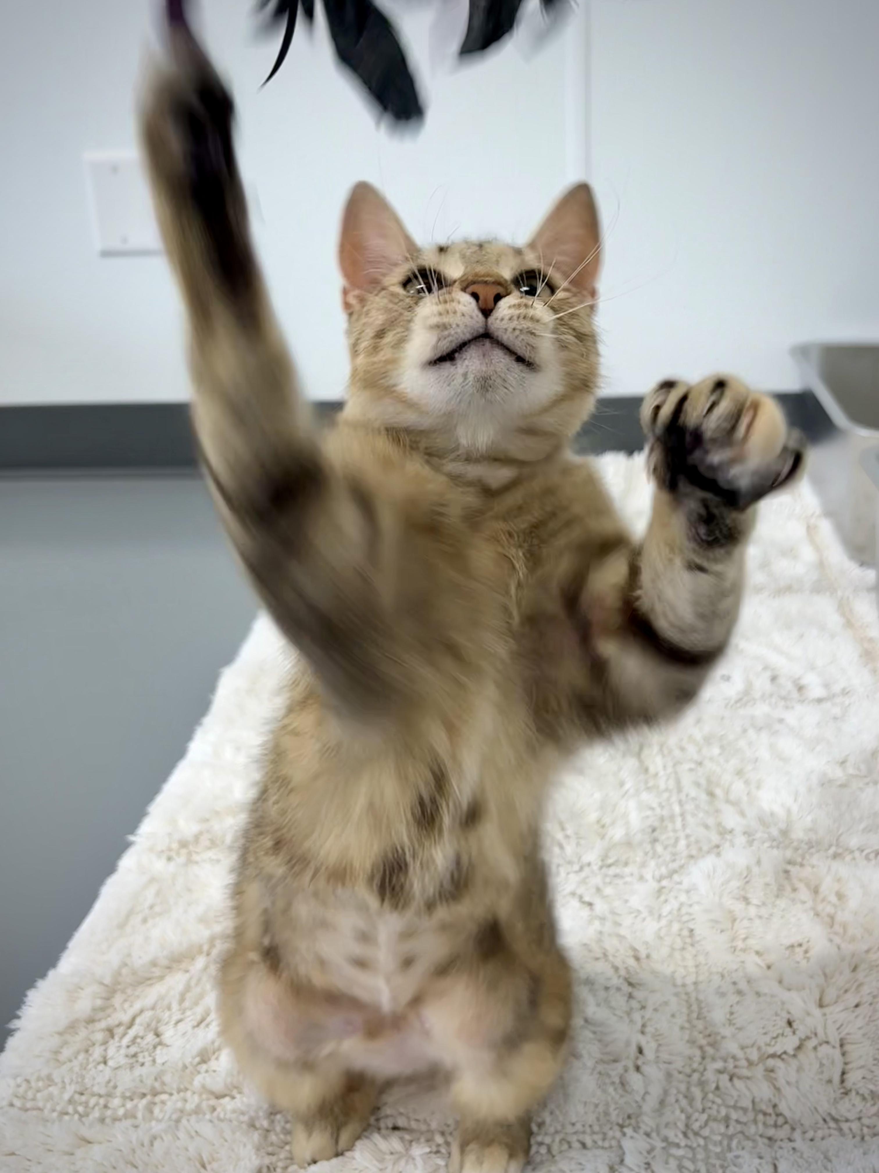 Enlarge Nala, a ADOPTABLE Domestic Short Hair in Kalamazoo, MI image 2/4