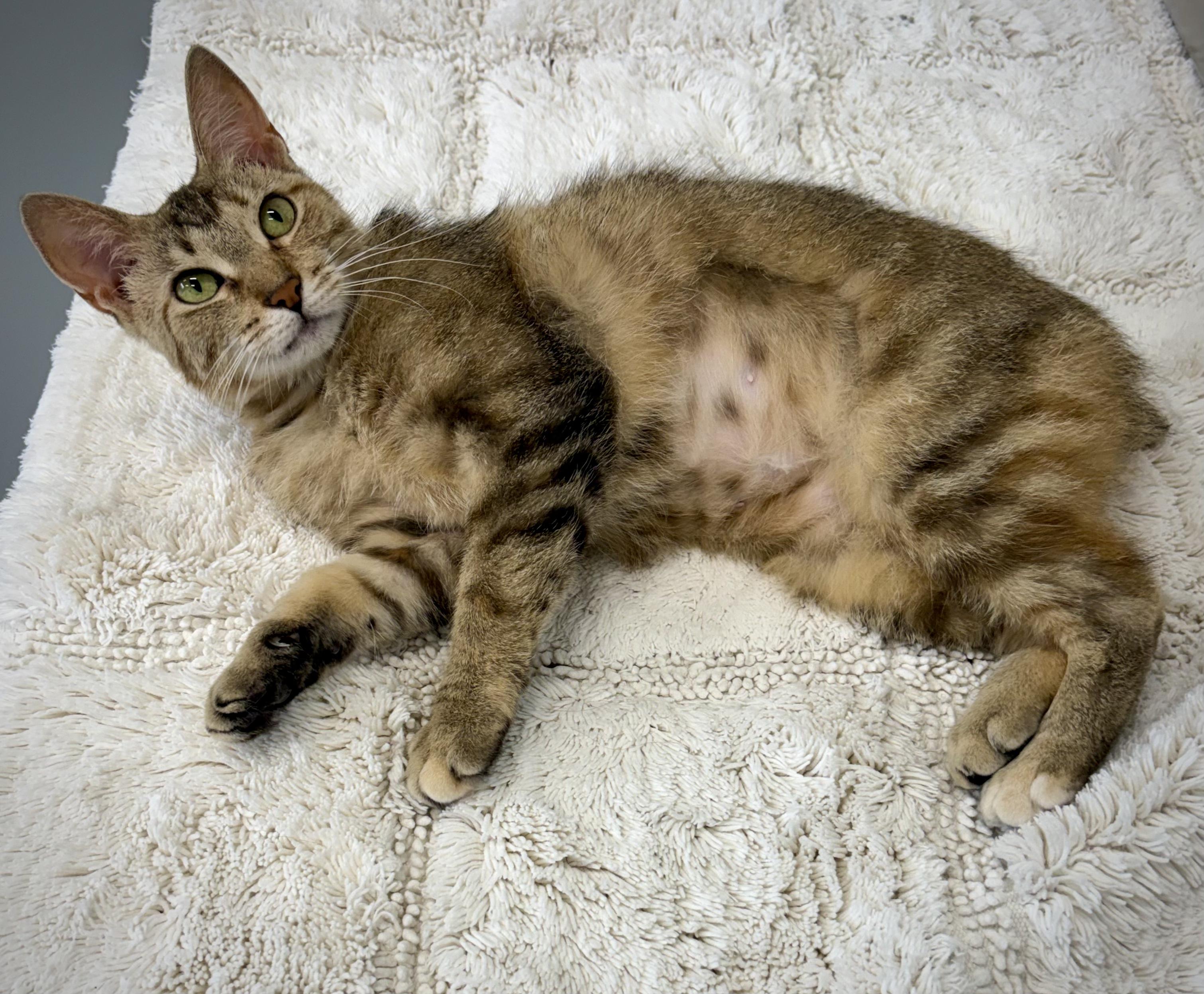 Enlarge Nala, a ADOPTABLE Domestic Short Hair in Kalamazoo, MI image 3/4