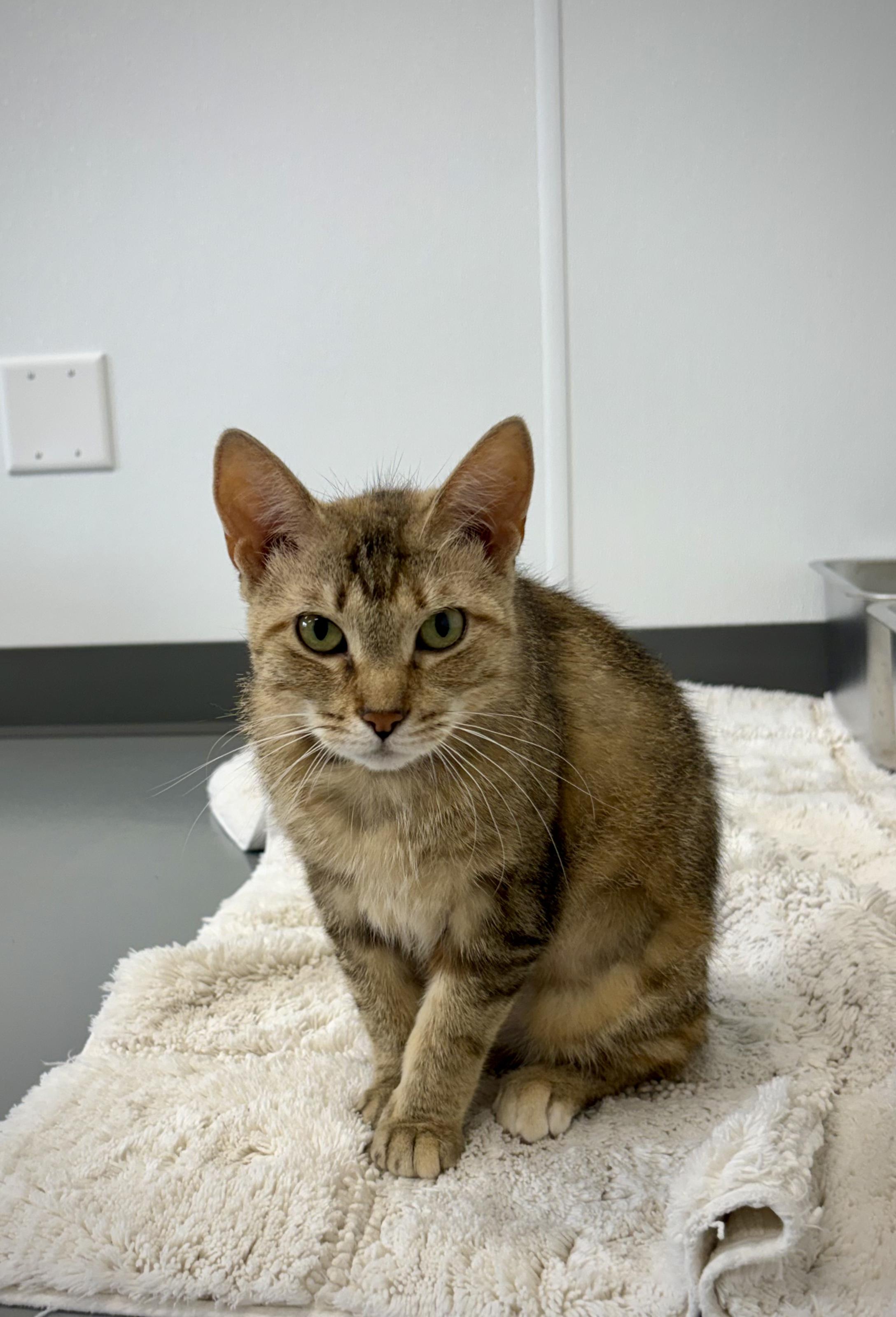 Enlarge Nala, a ADOPTABLE Domestic Short Hair in Kalamazoo, MI image 4/4