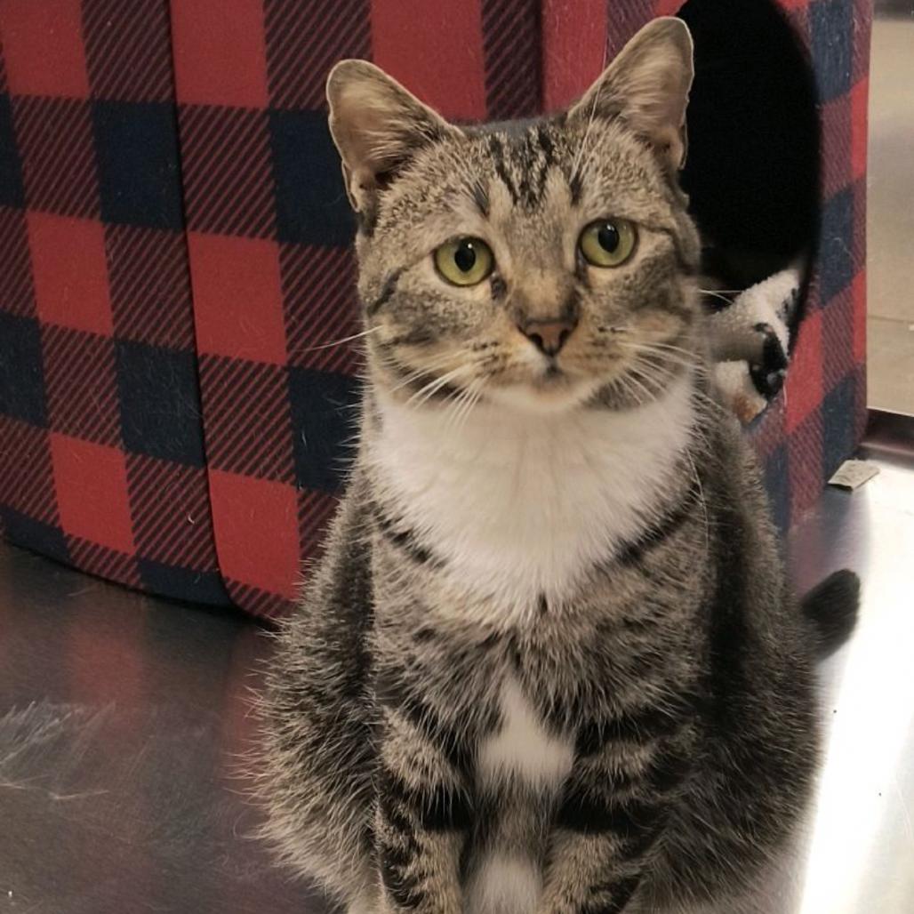 Enlarge Dahlia, a Adoptable Domestic Short Hair in Houston, TX image 1/4