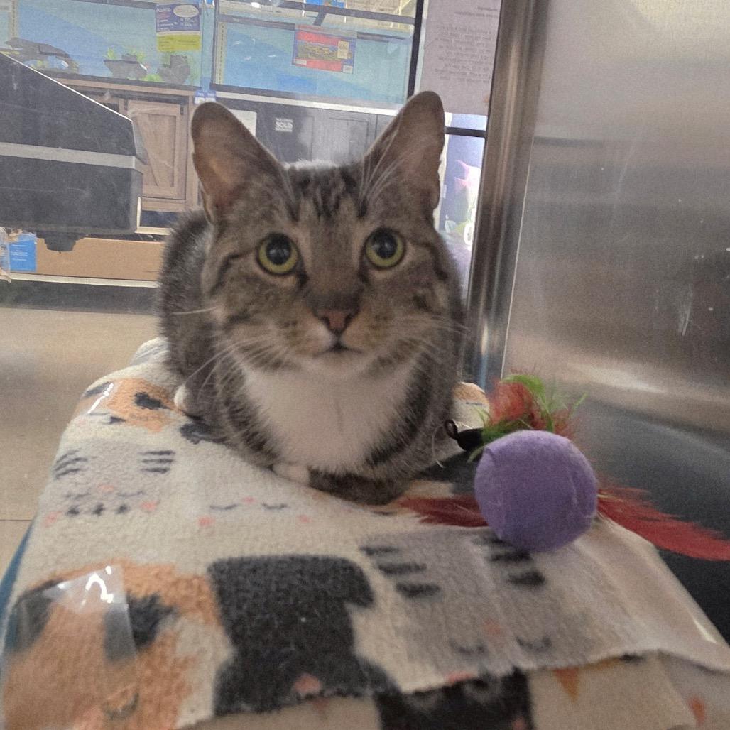 Dahlia, Adoptable, Adult Female Domestic Short Hair.