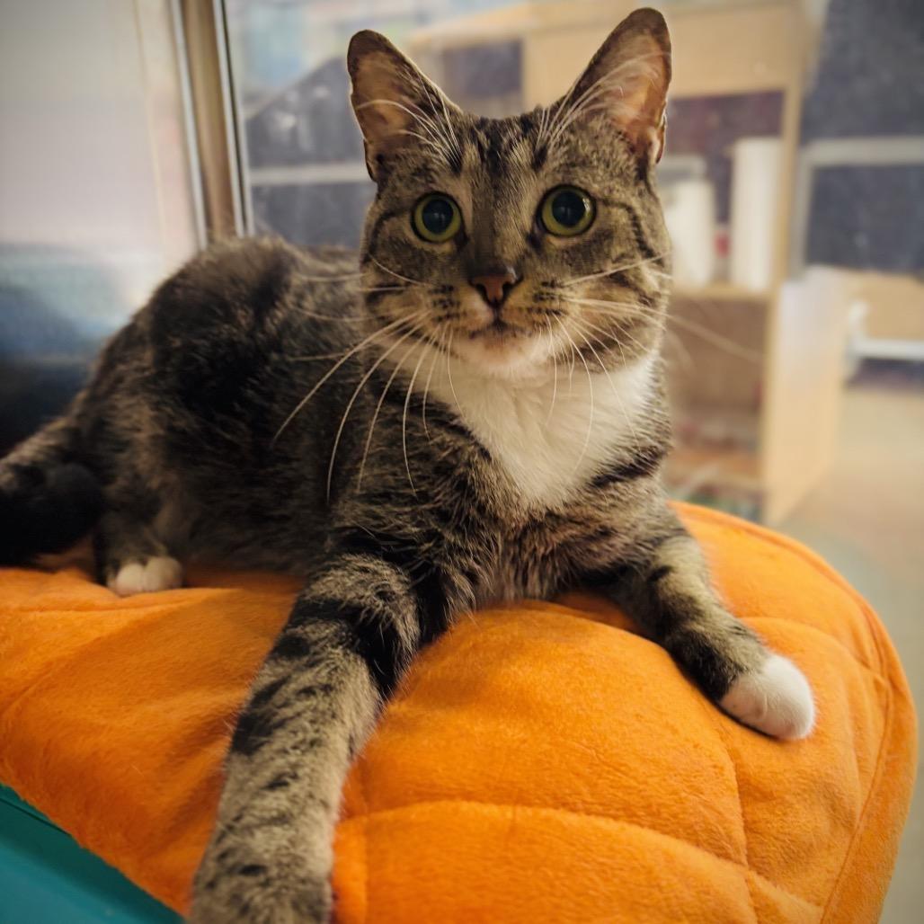 Enlarge Dahlia, a Adoptable Domestic Short Hair in Houston, TX image 2/6