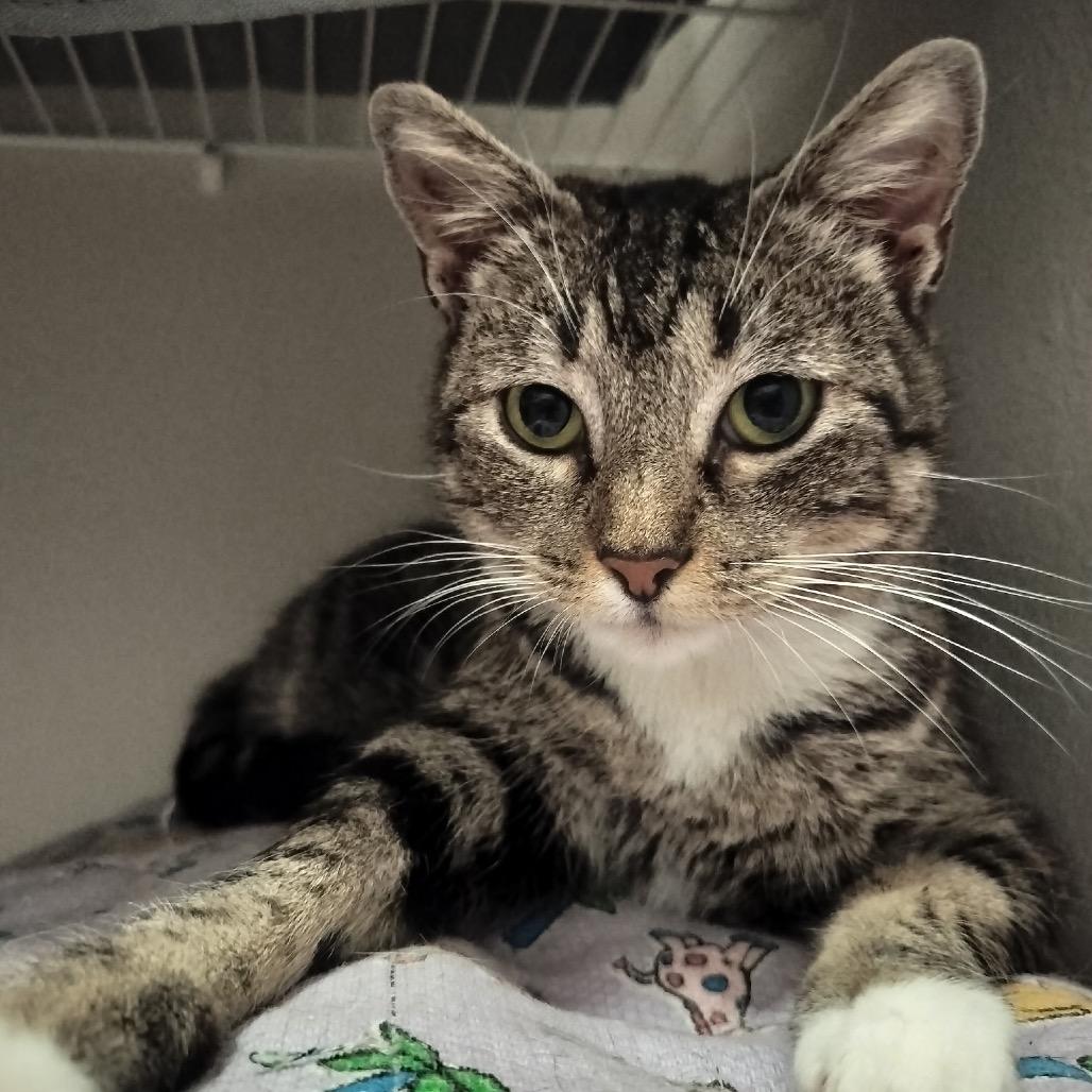 Dahlia, Adoptable, Adult Female Domestic Short Hair.