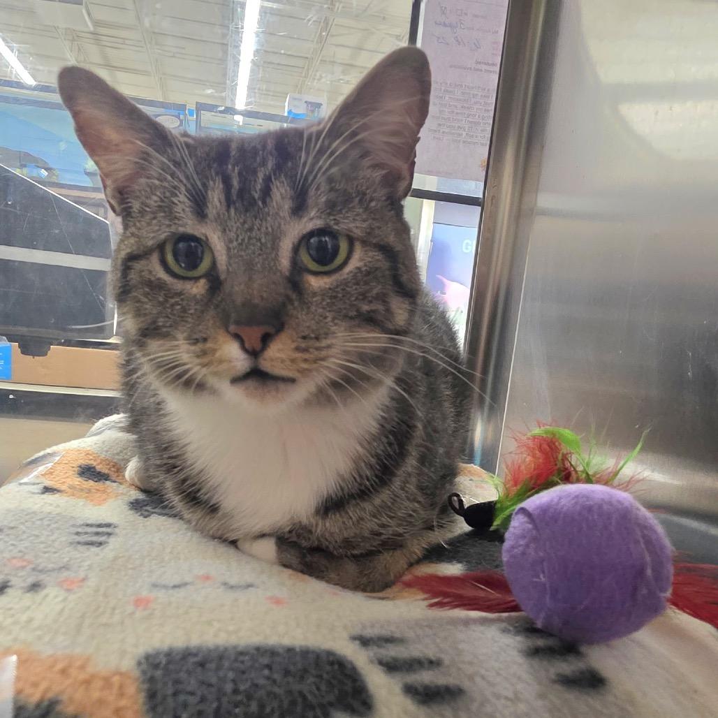 Enlarge Dahlia, a Adoptable Domestic Short Hair in Houston, TX image 4/6