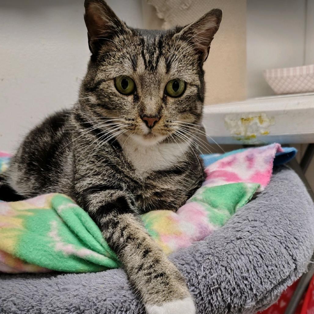 Enlarge Dahlia, a Adoptable Domestic Short Hair in Houston, TX image 4/4