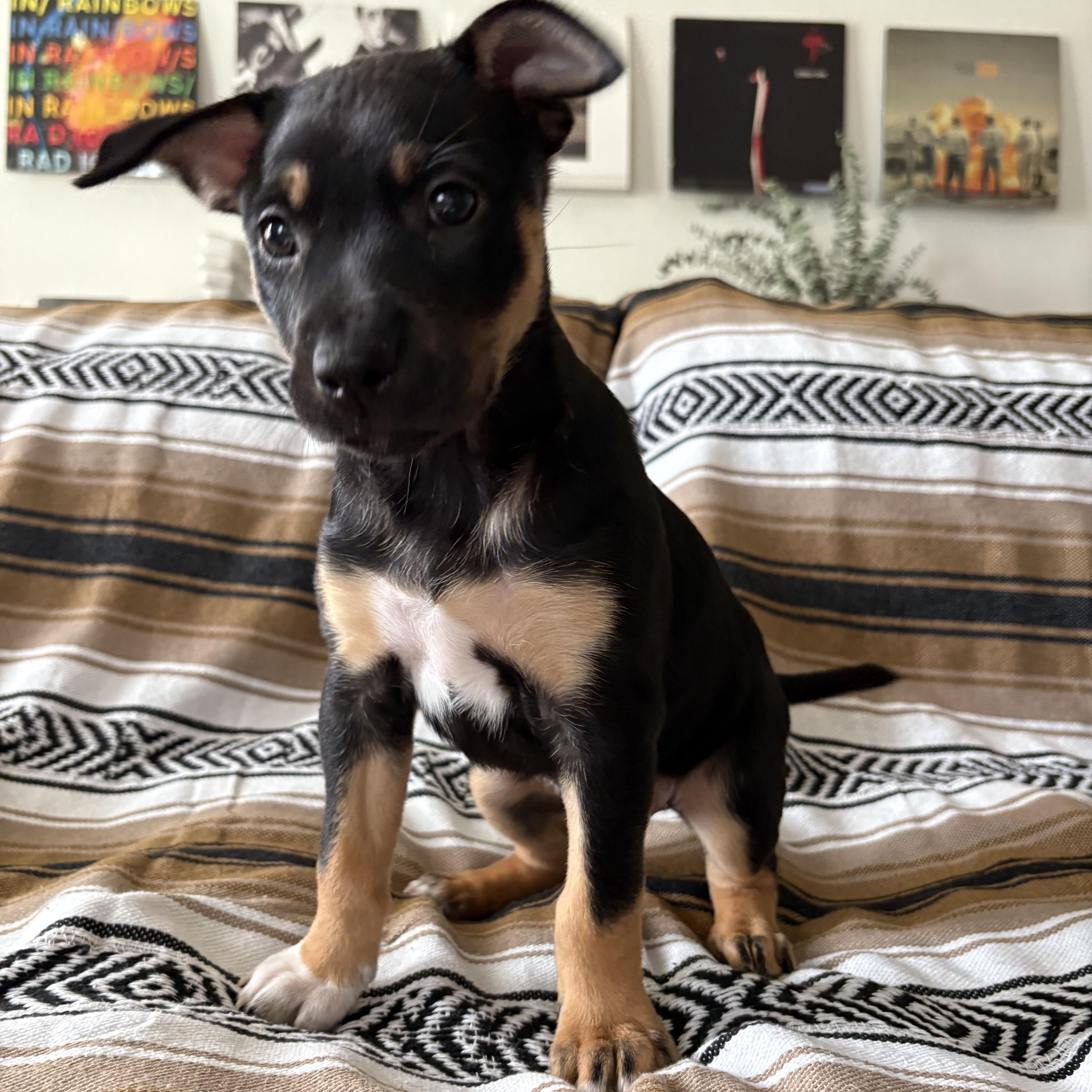 Enlarge Panther, a Adoptable mixed breed in Burbank, CA image 1/3