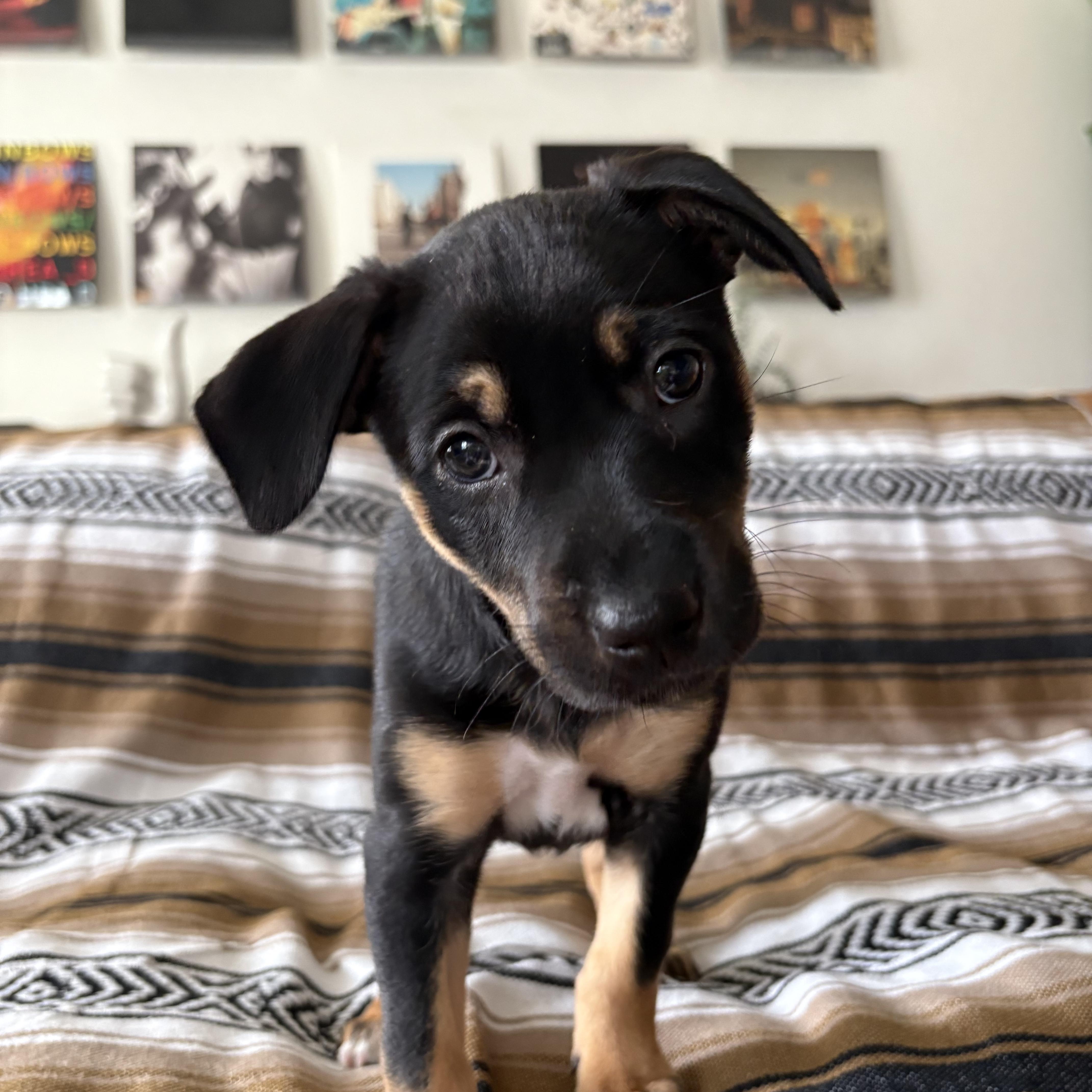 Enlarge Panther, a Adoptable mixed breed in Burbank, CA image 3/3