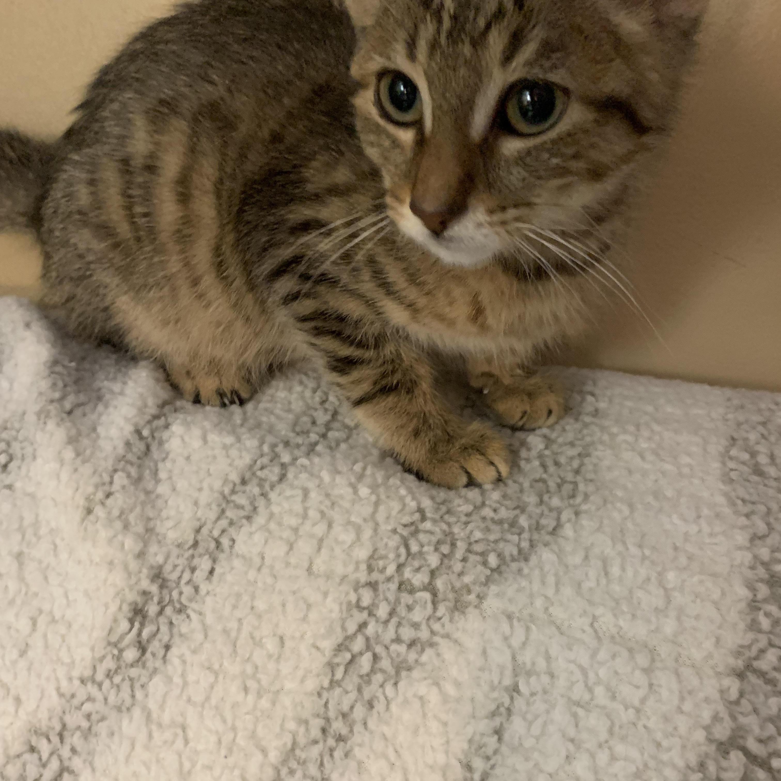 Enlarge Barney, a ADOPTABLE Domestic Short Hair in Davisburg, MI image 1/2