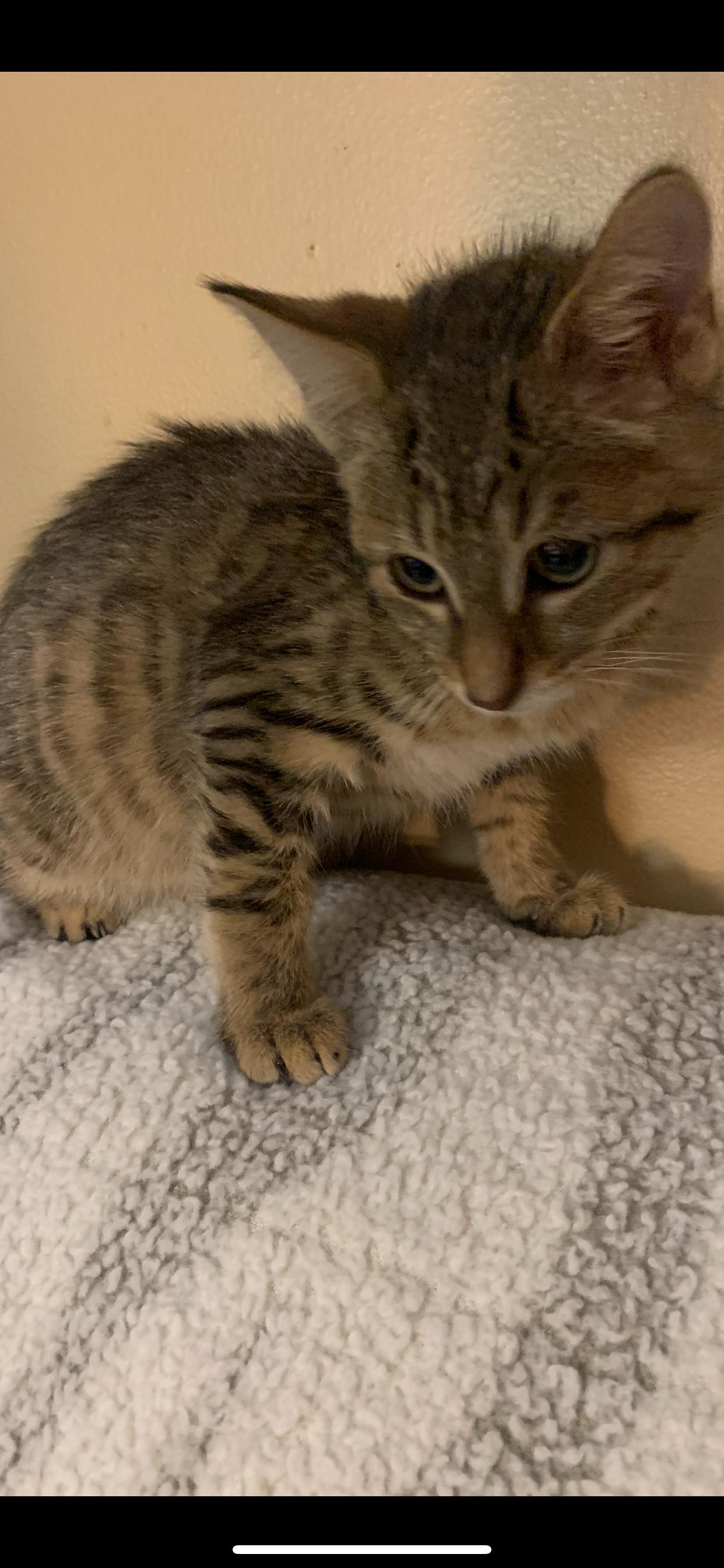 Enlarge Barney, a ADOPTABLE Domestic Short Hair in Davisburg, MI image 2/2